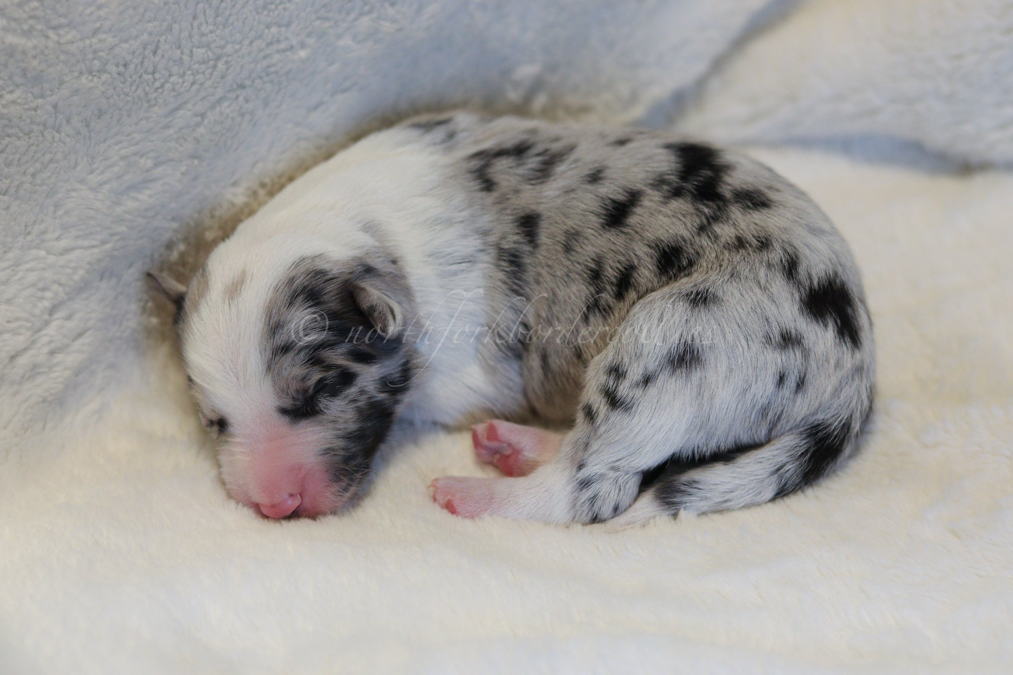 Ryze - blue merle male - 3 days old