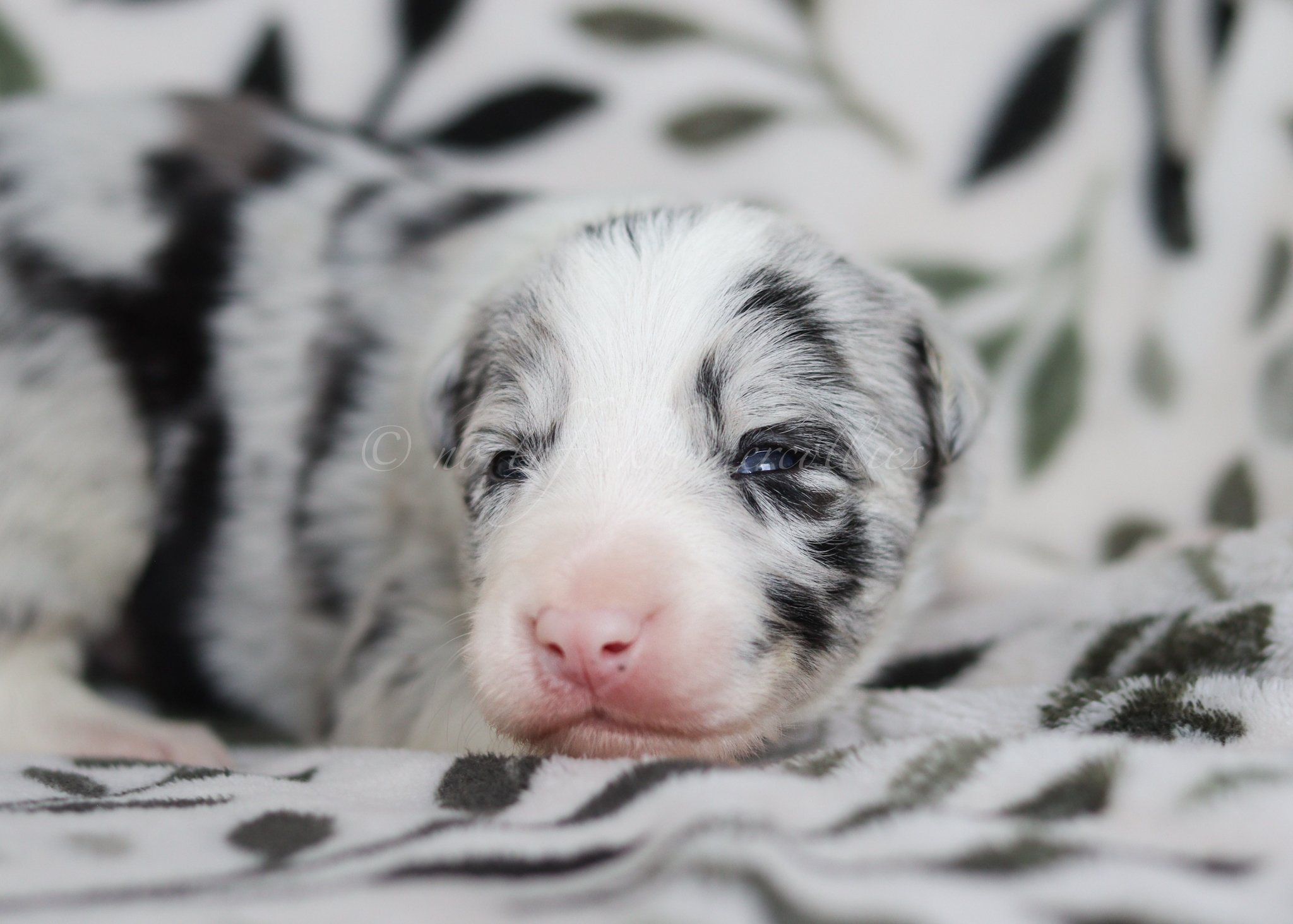 Thresh - blue merle male - 2 weeks old