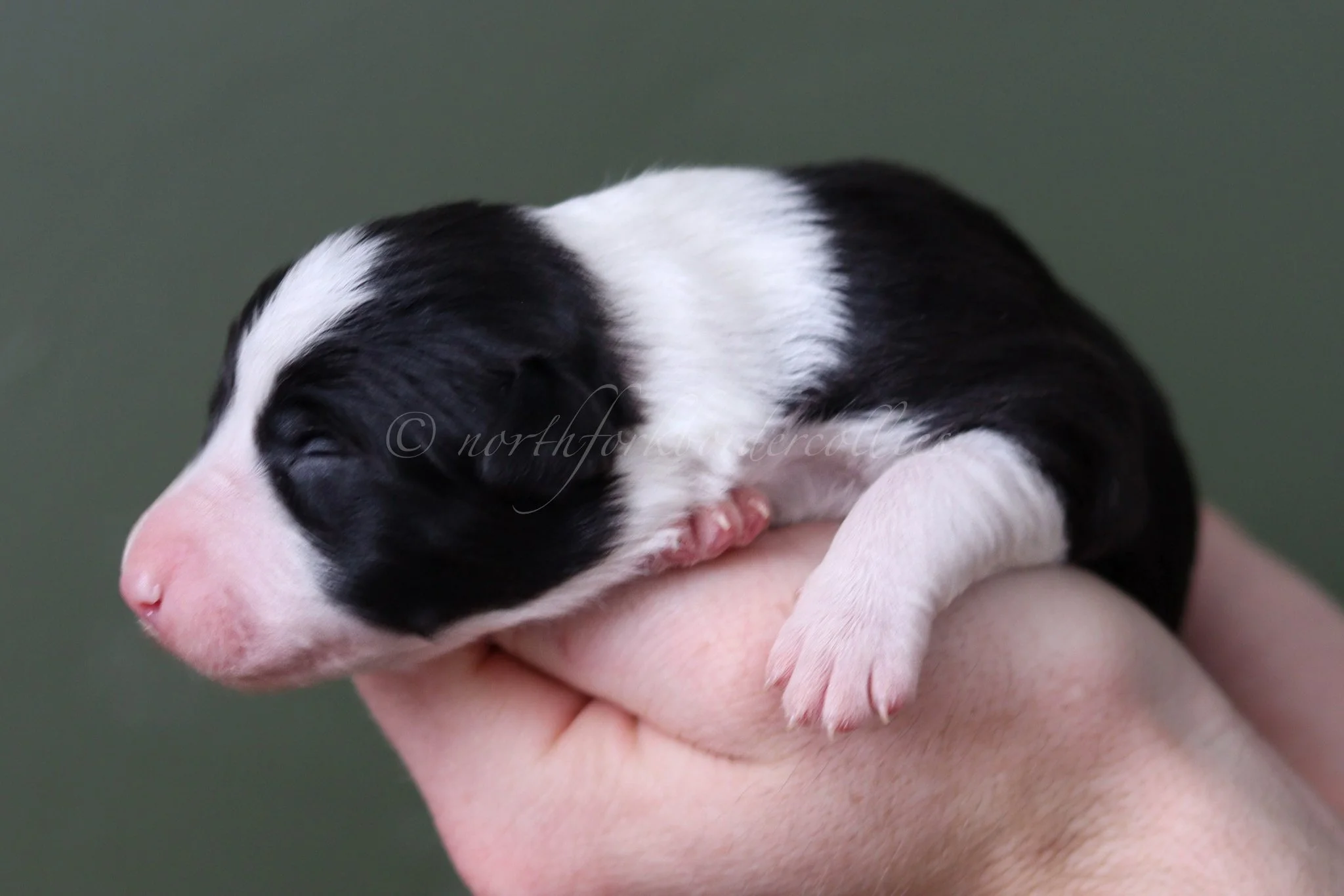 Jinx - black and white female - 1 week old