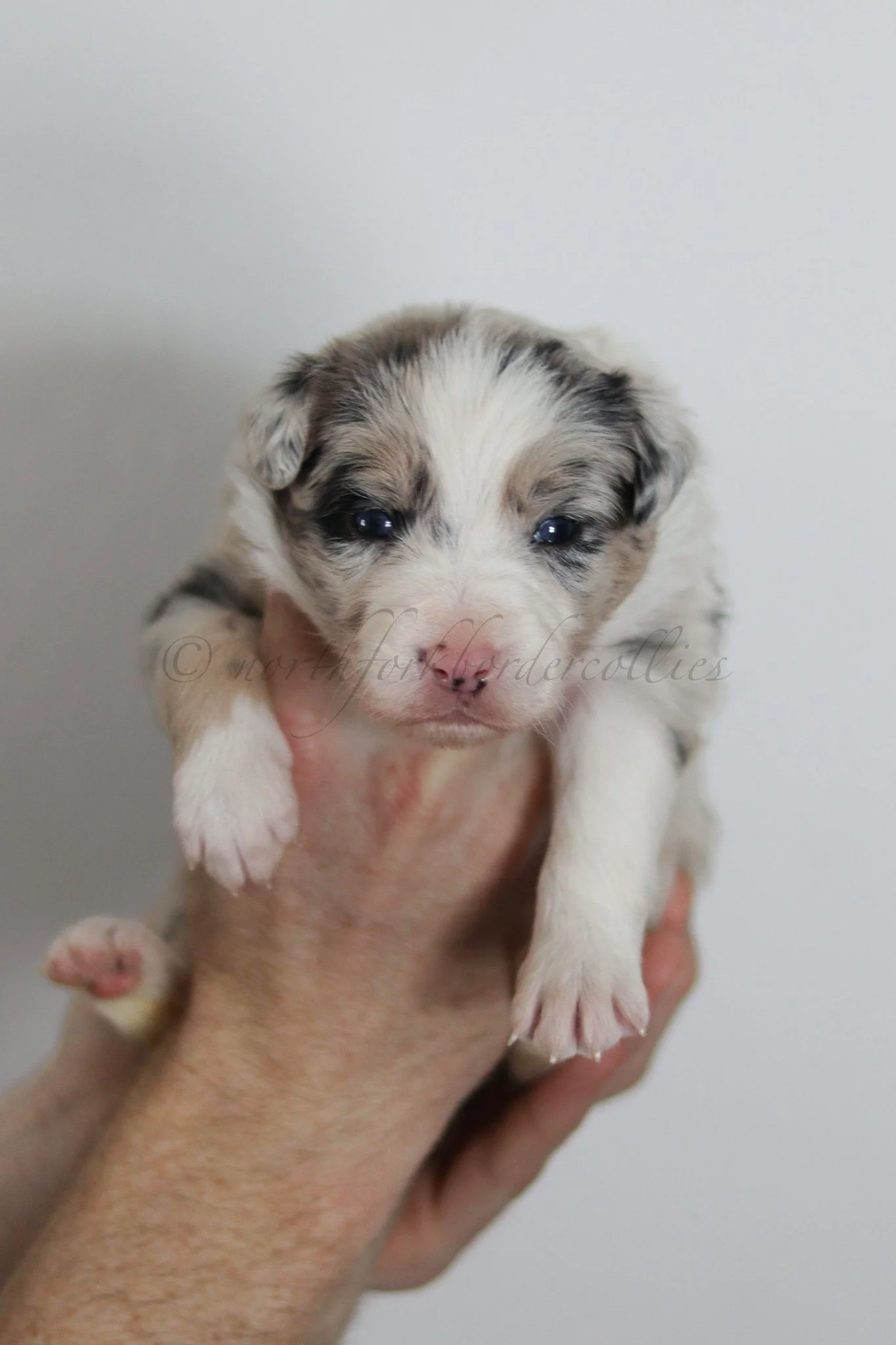 Ornn - blue merle tri male - 3 weeks old