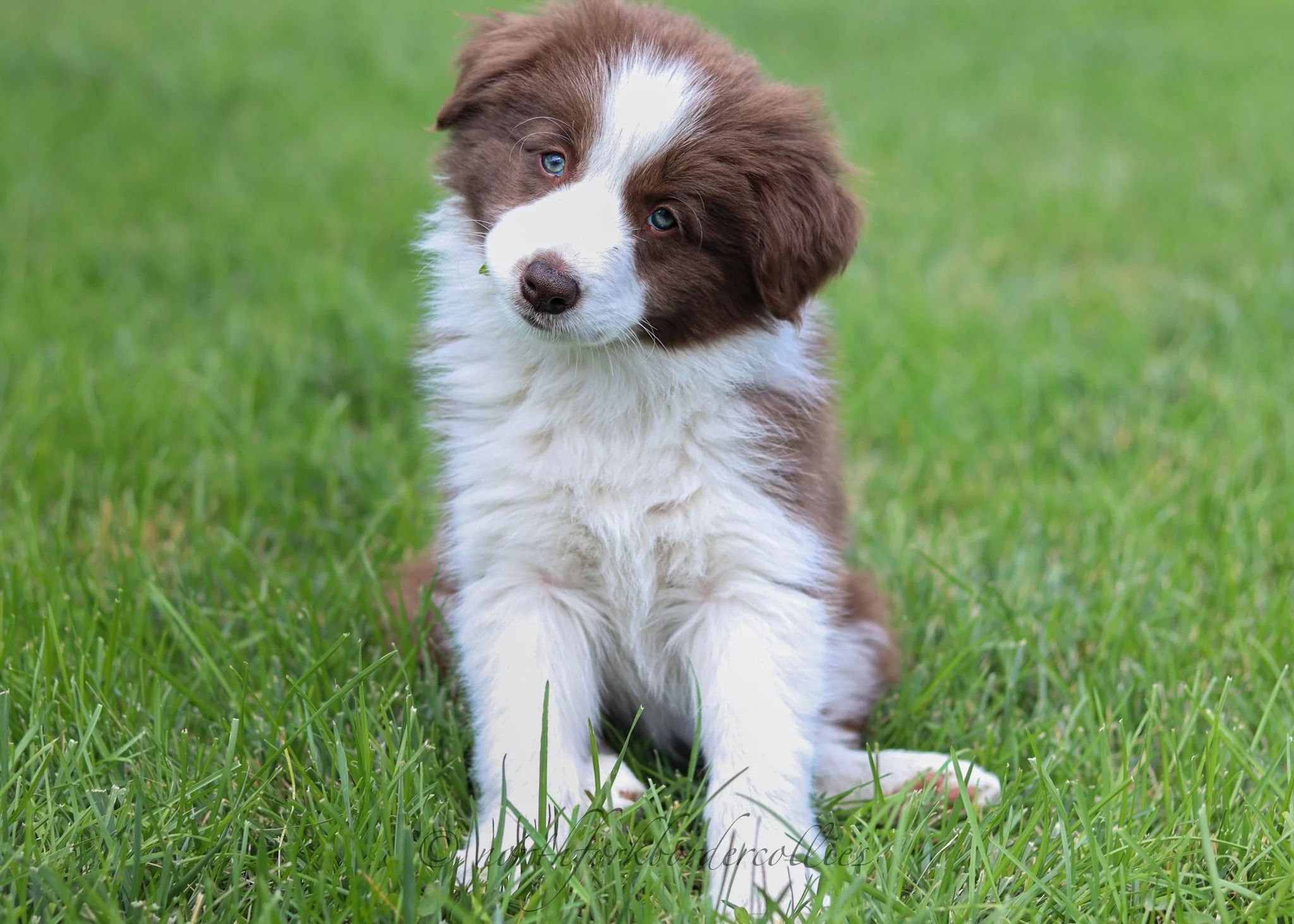 8 weeks old