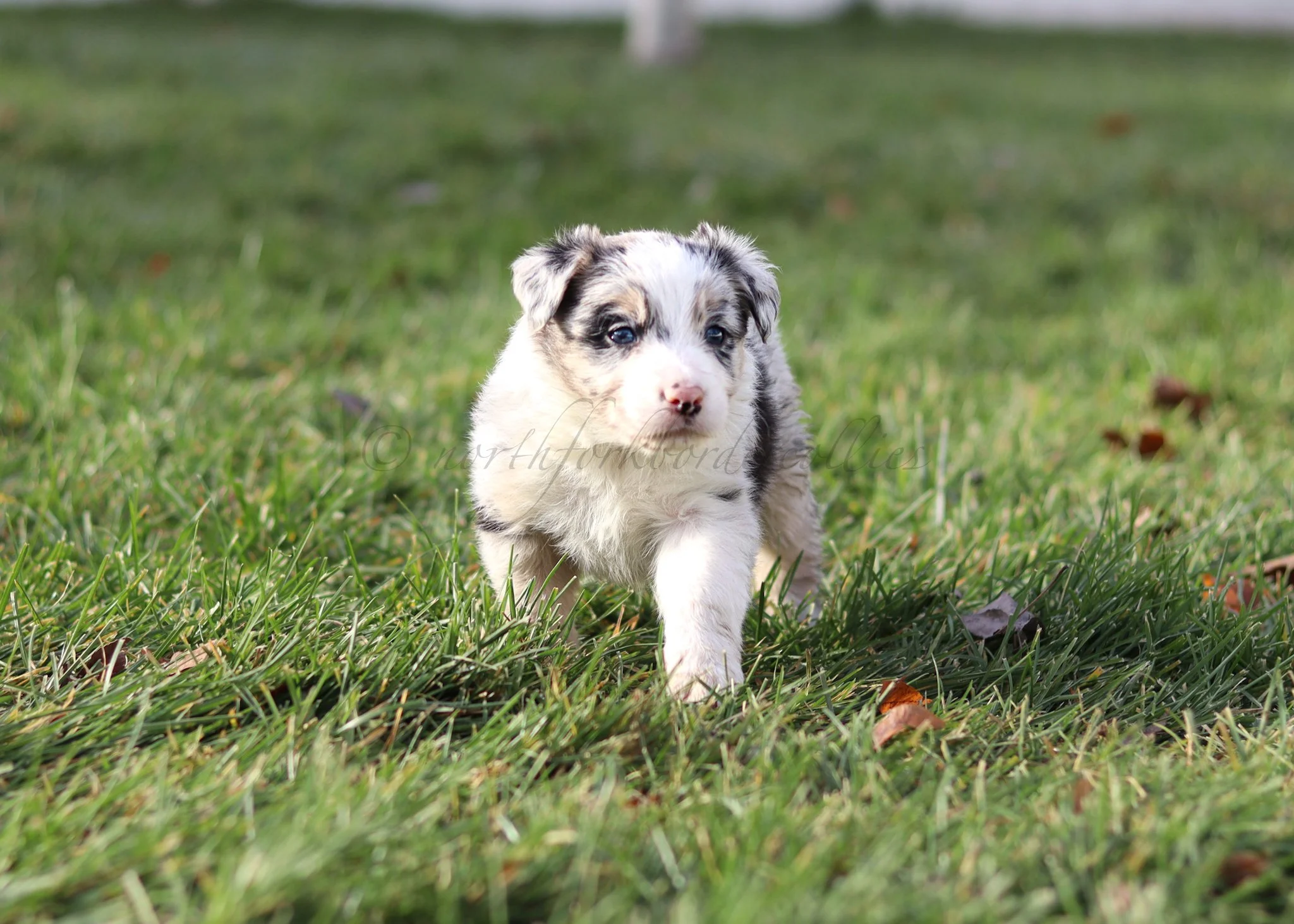 Ornn - blue merle tri male - 5 weeks old