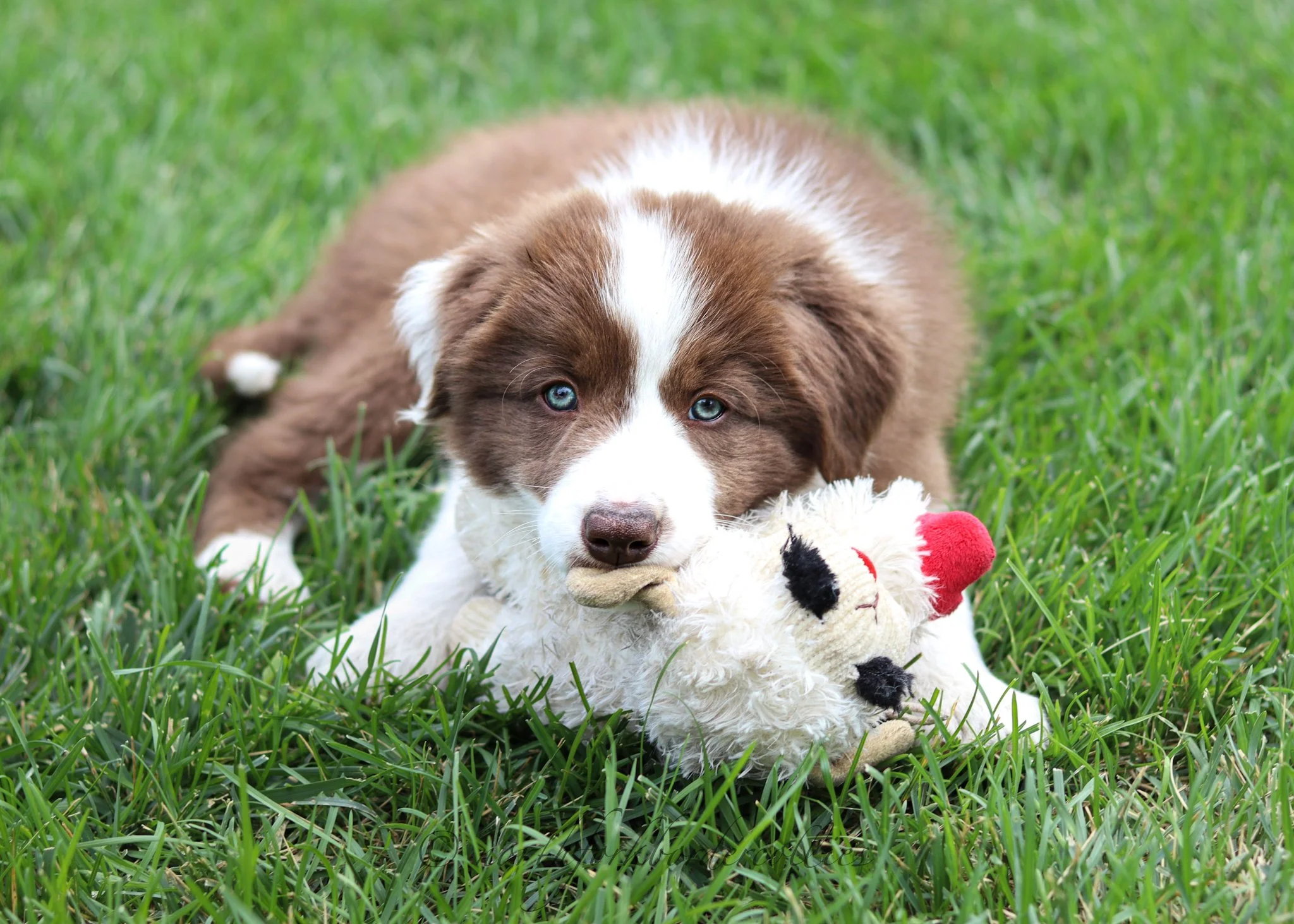 8 weeks old