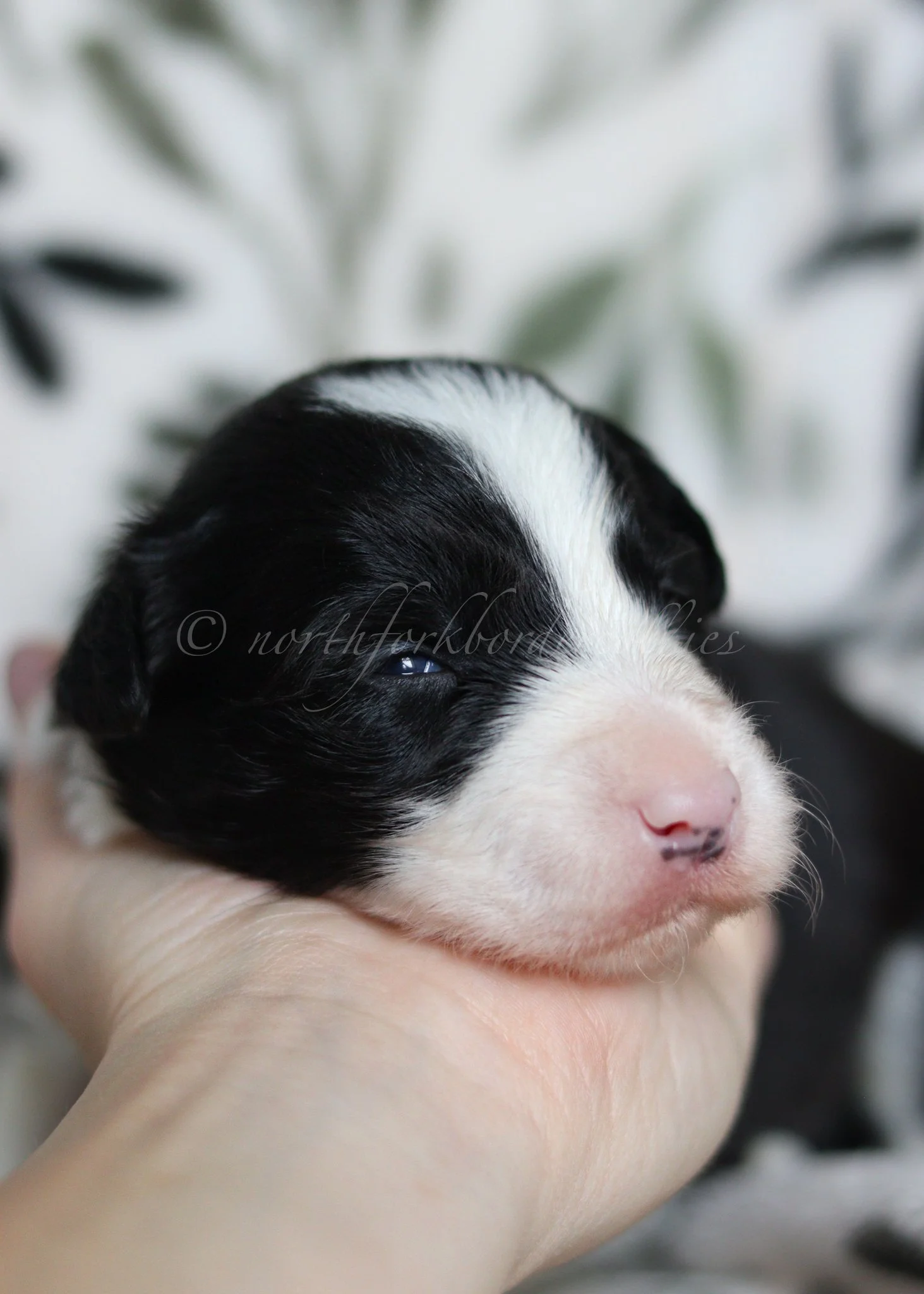 Jinx - black and white female - 2 weeks old