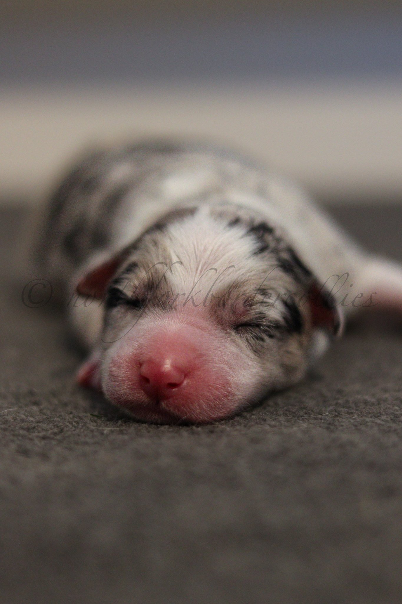Ornn - blue merle tri male - 1 day old