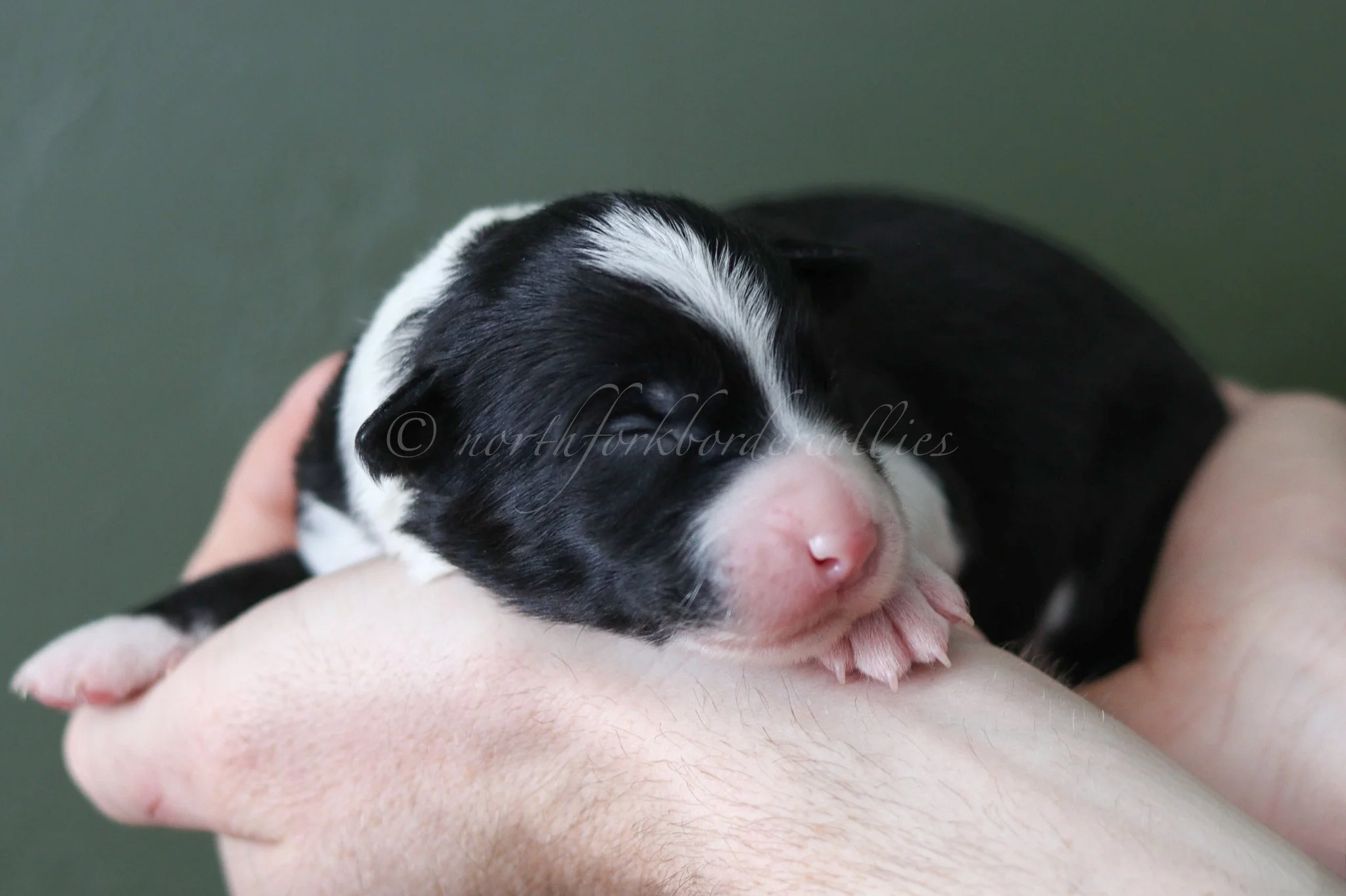 Ashe - black and white female - 1 week old