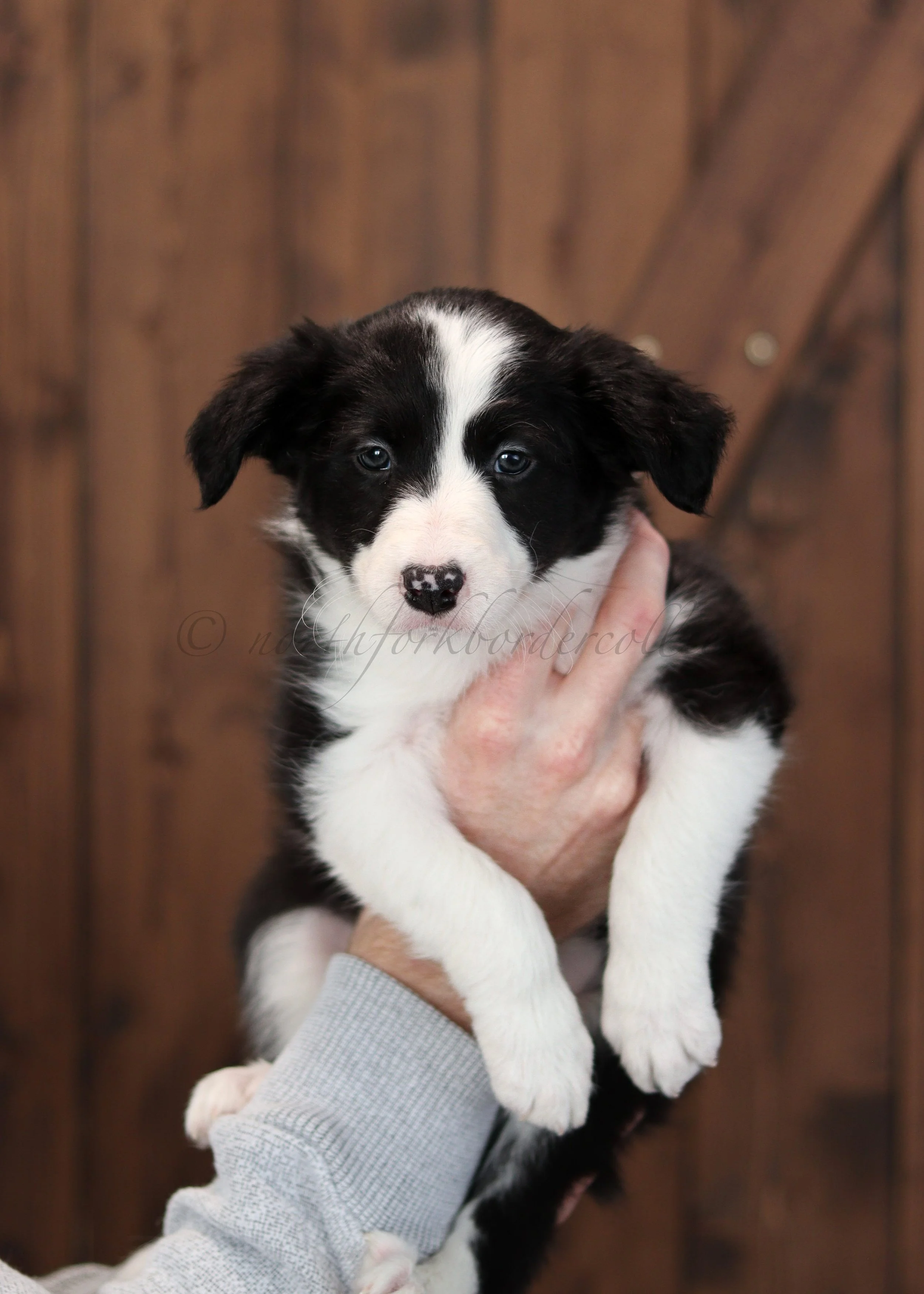 Jinx - black and white female - 7 weeks old