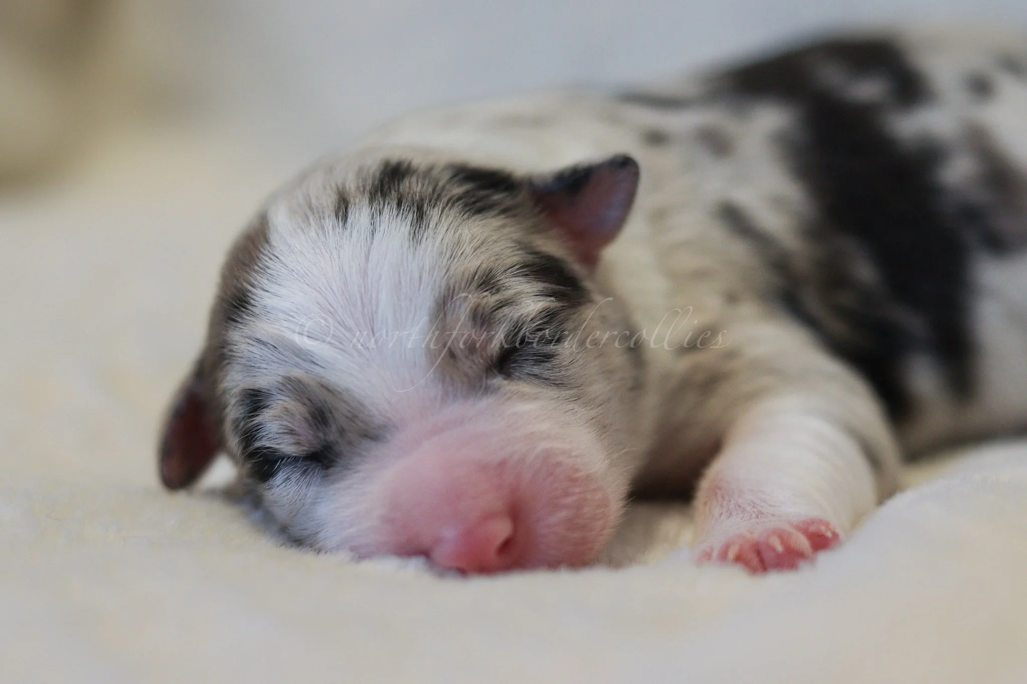 Ornn - blue merle tri male - 3 days old
