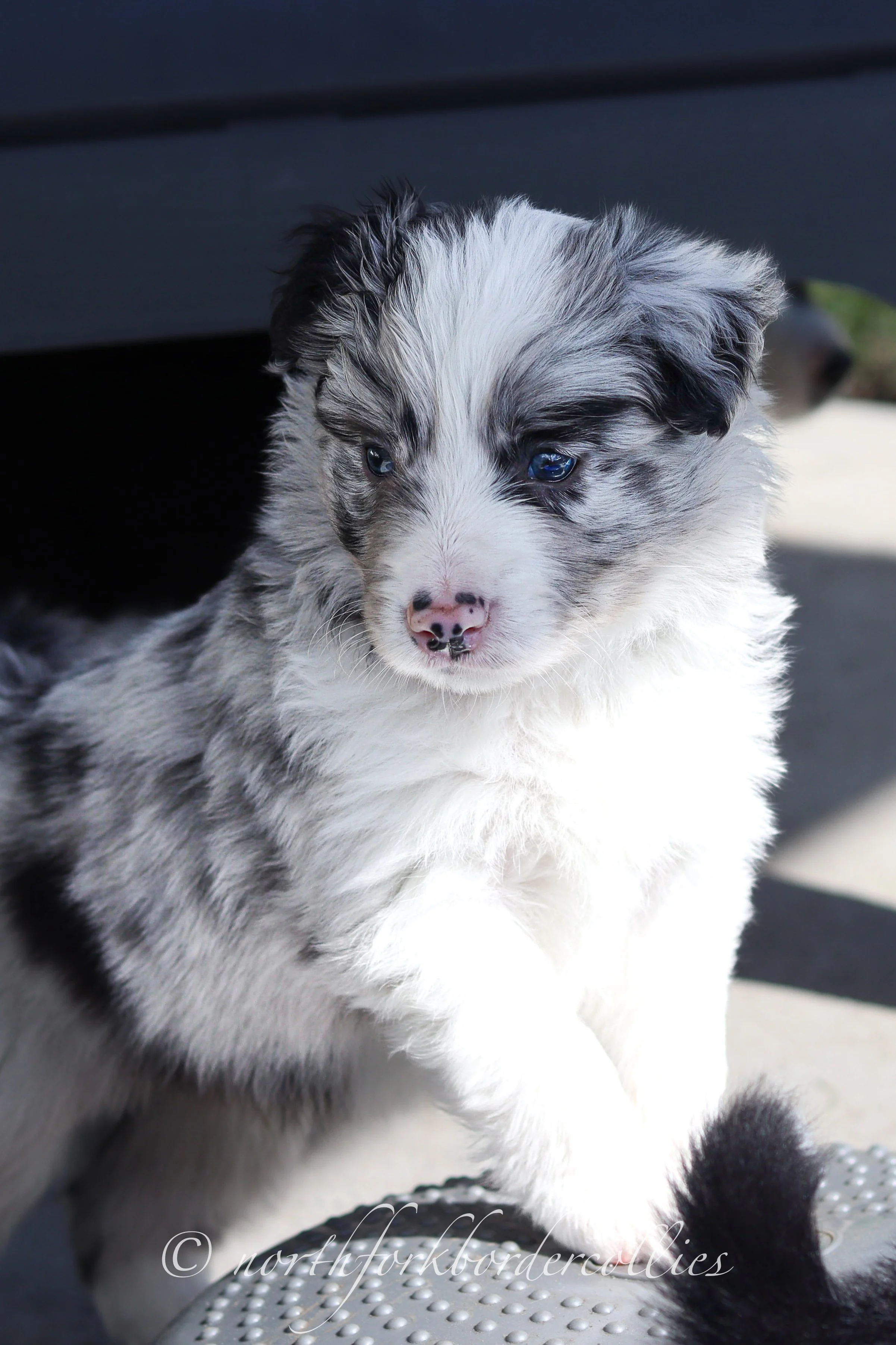 Saber - male - 5 weeks old