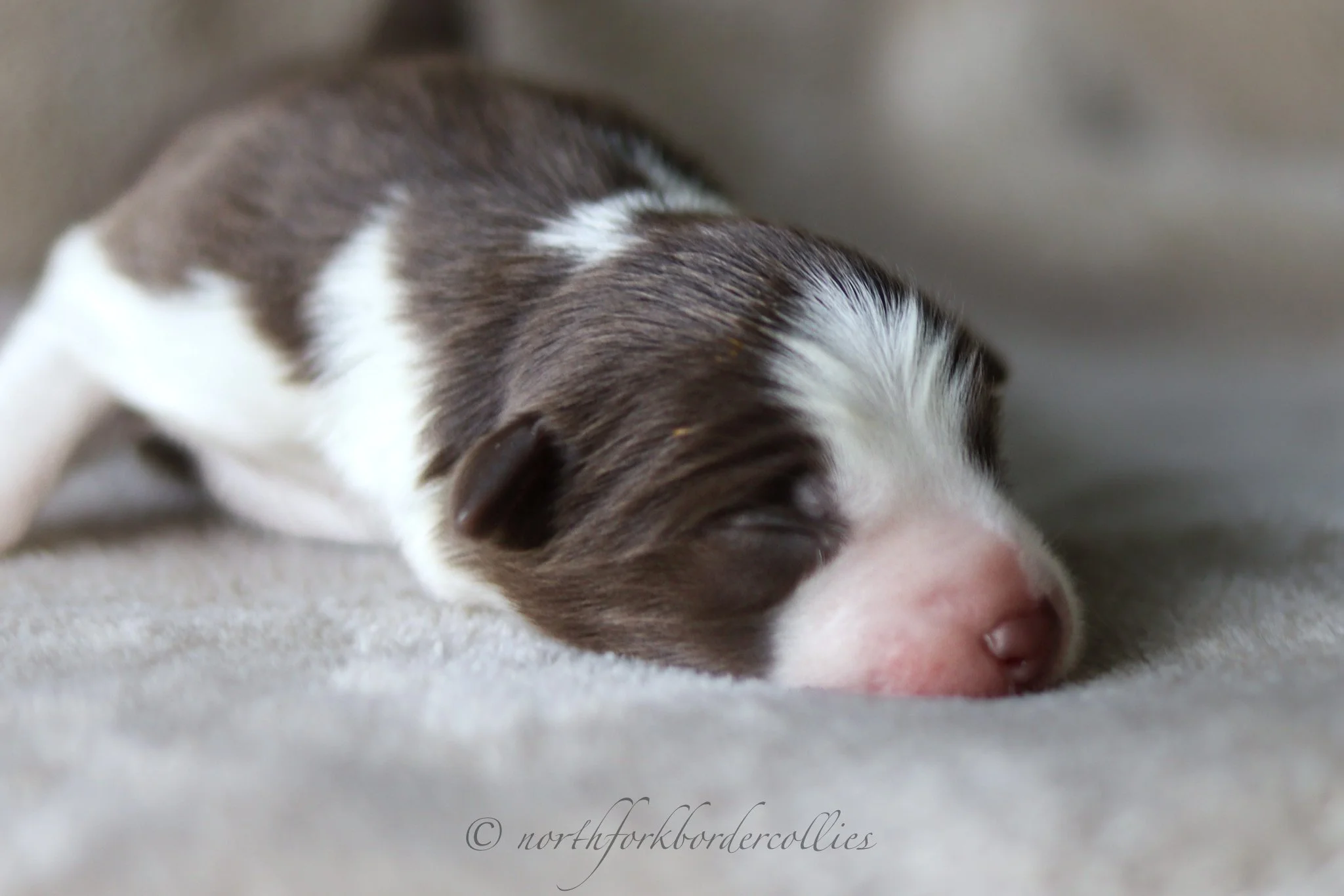 1 day old