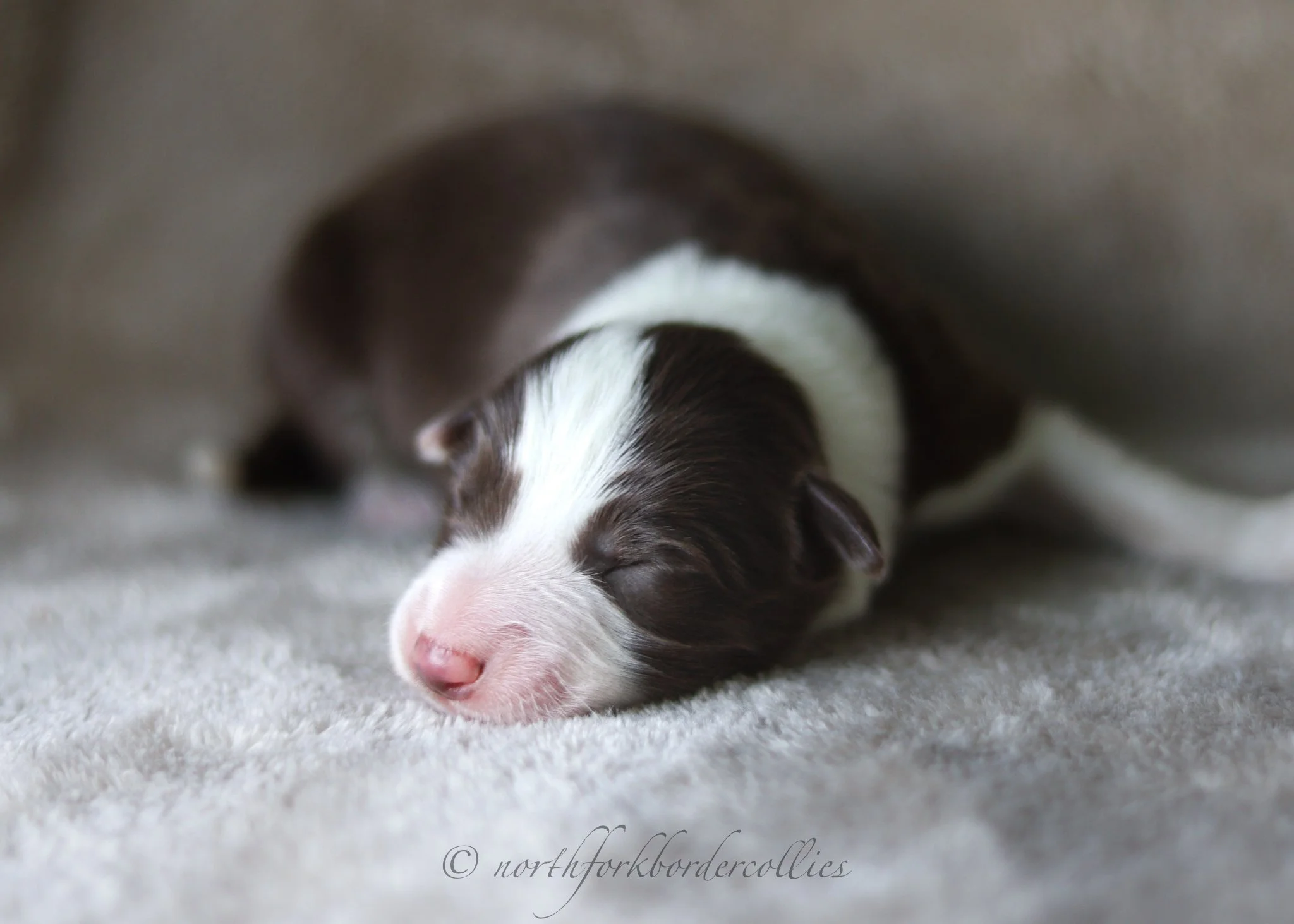 1 day old