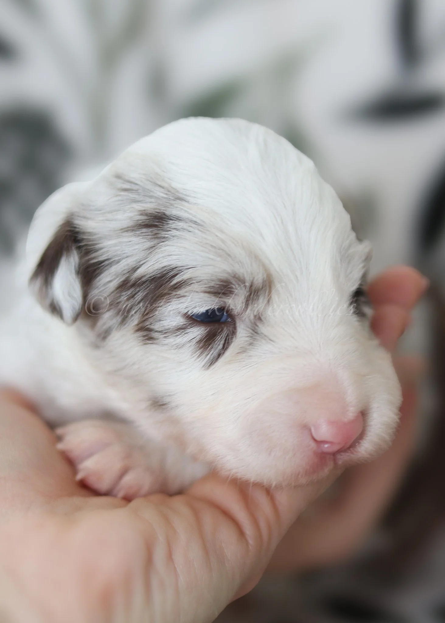 Poppy - red merle female - 2 weeks old