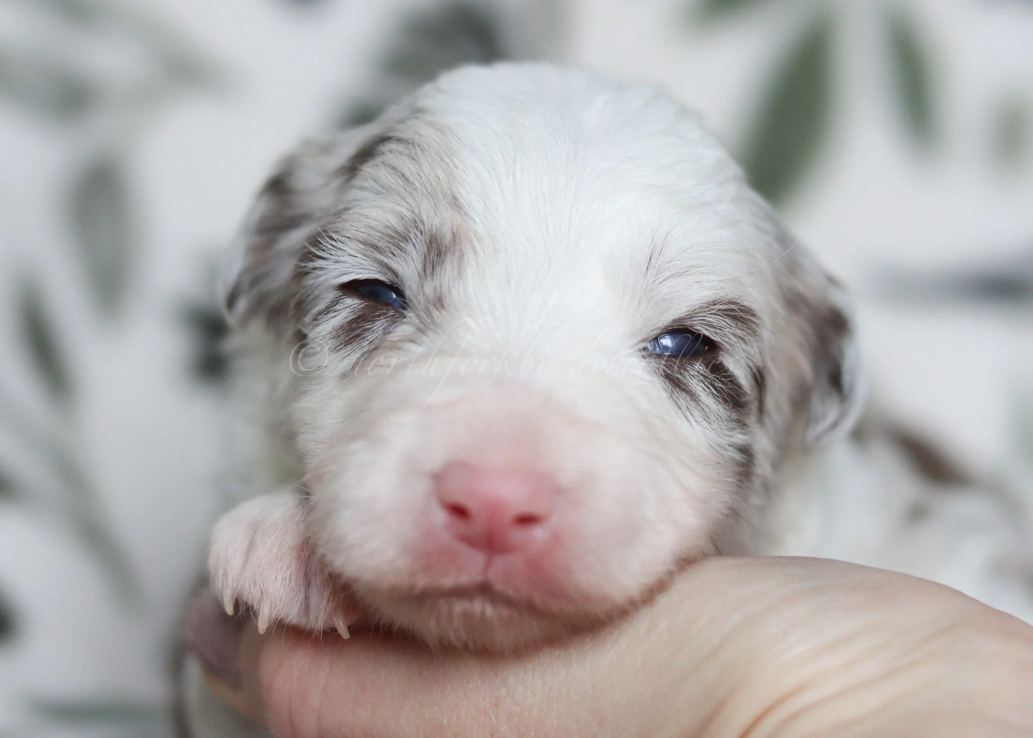 Poppy - red merle female - 2 weeks old