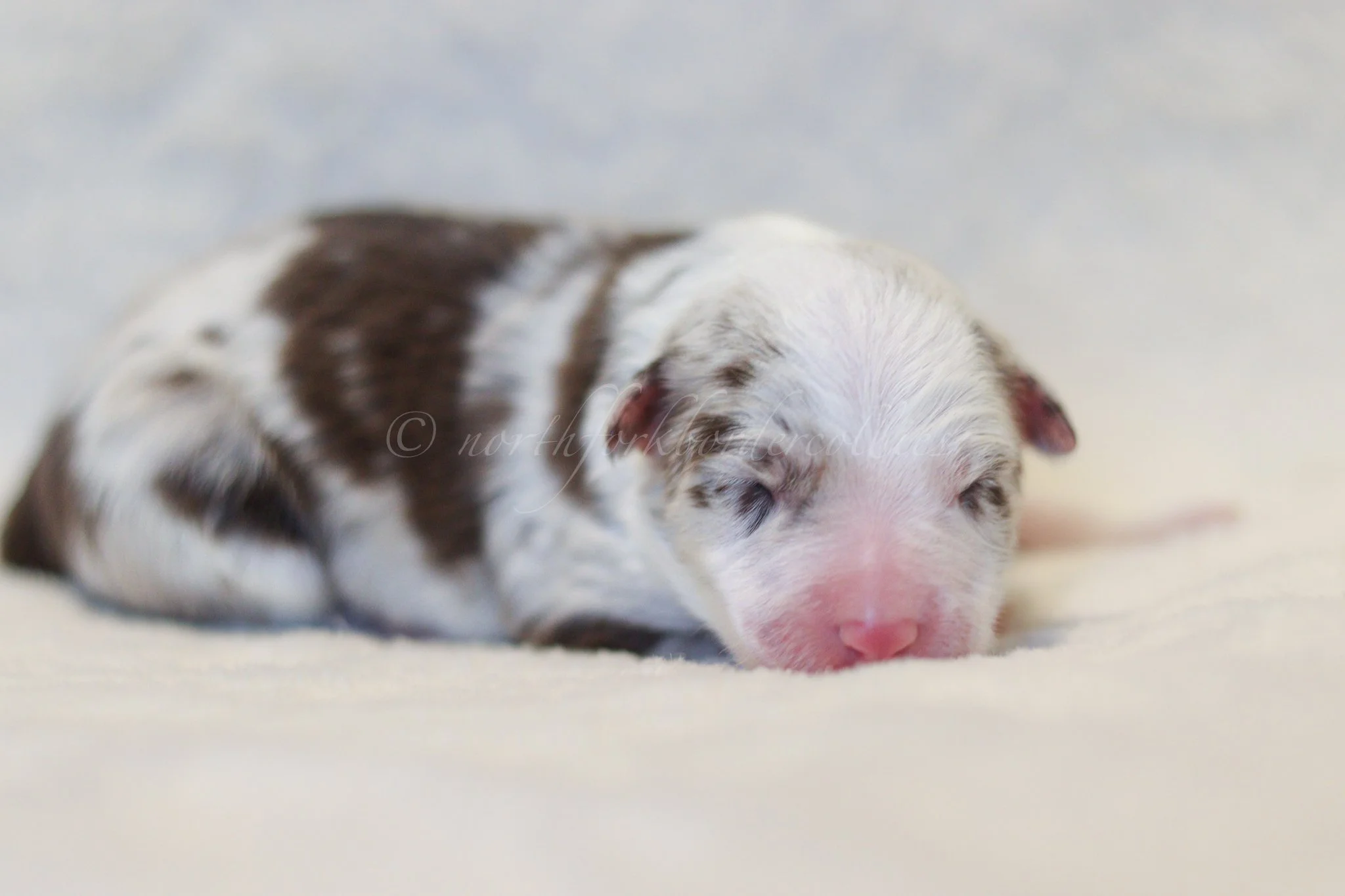 Poppy - red merle female - 3 days old