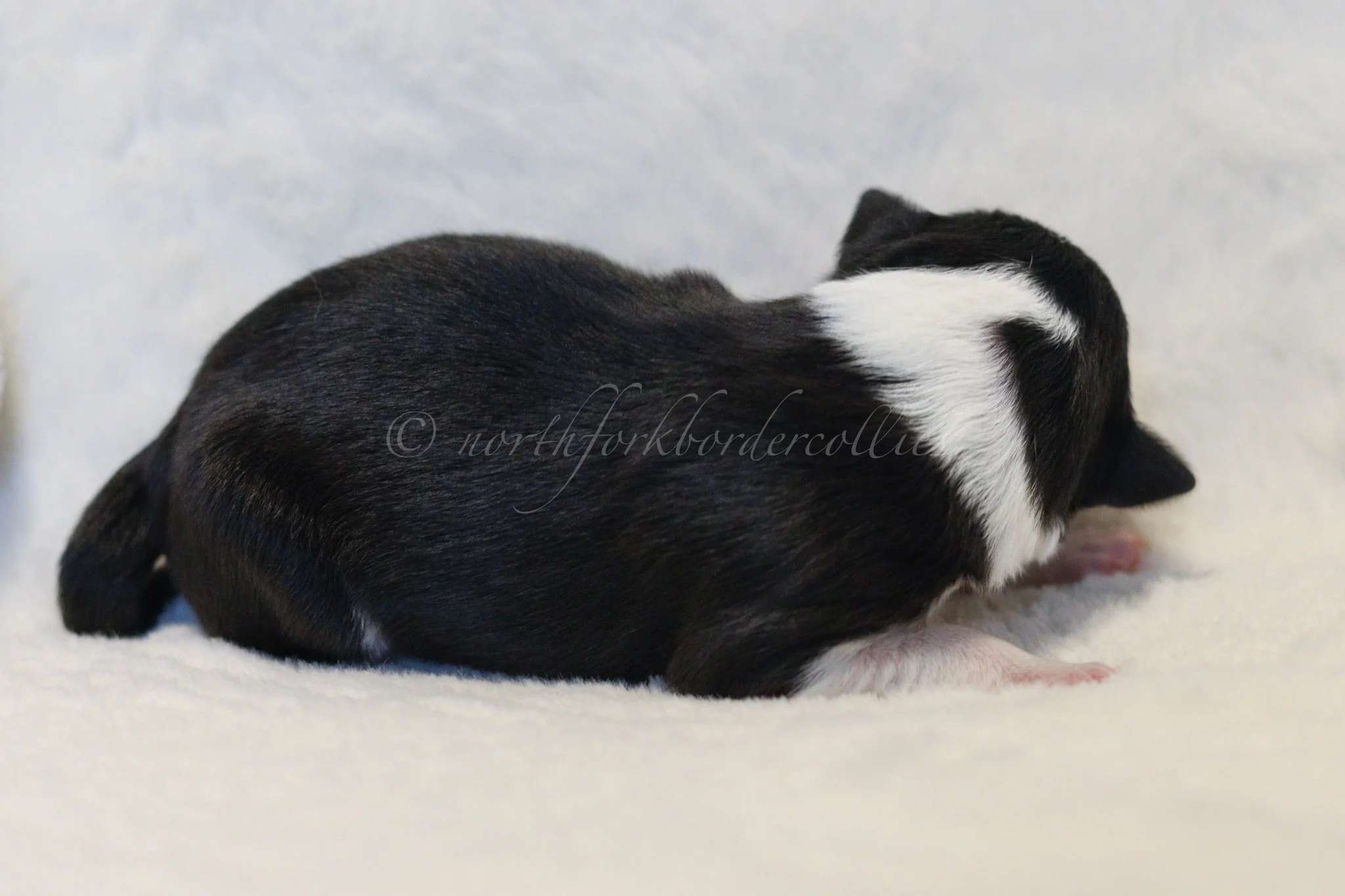 Jinx - black and white female - 3 days old