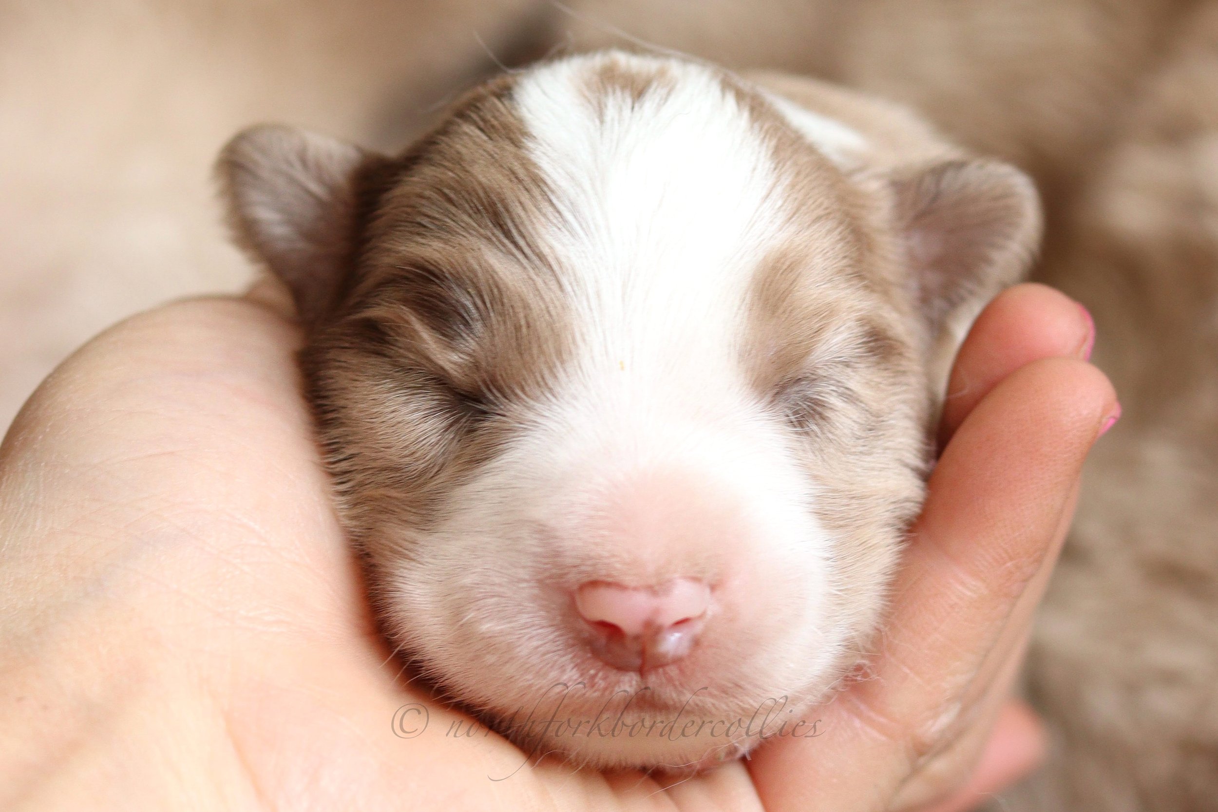 Falcon - male - 1 week old