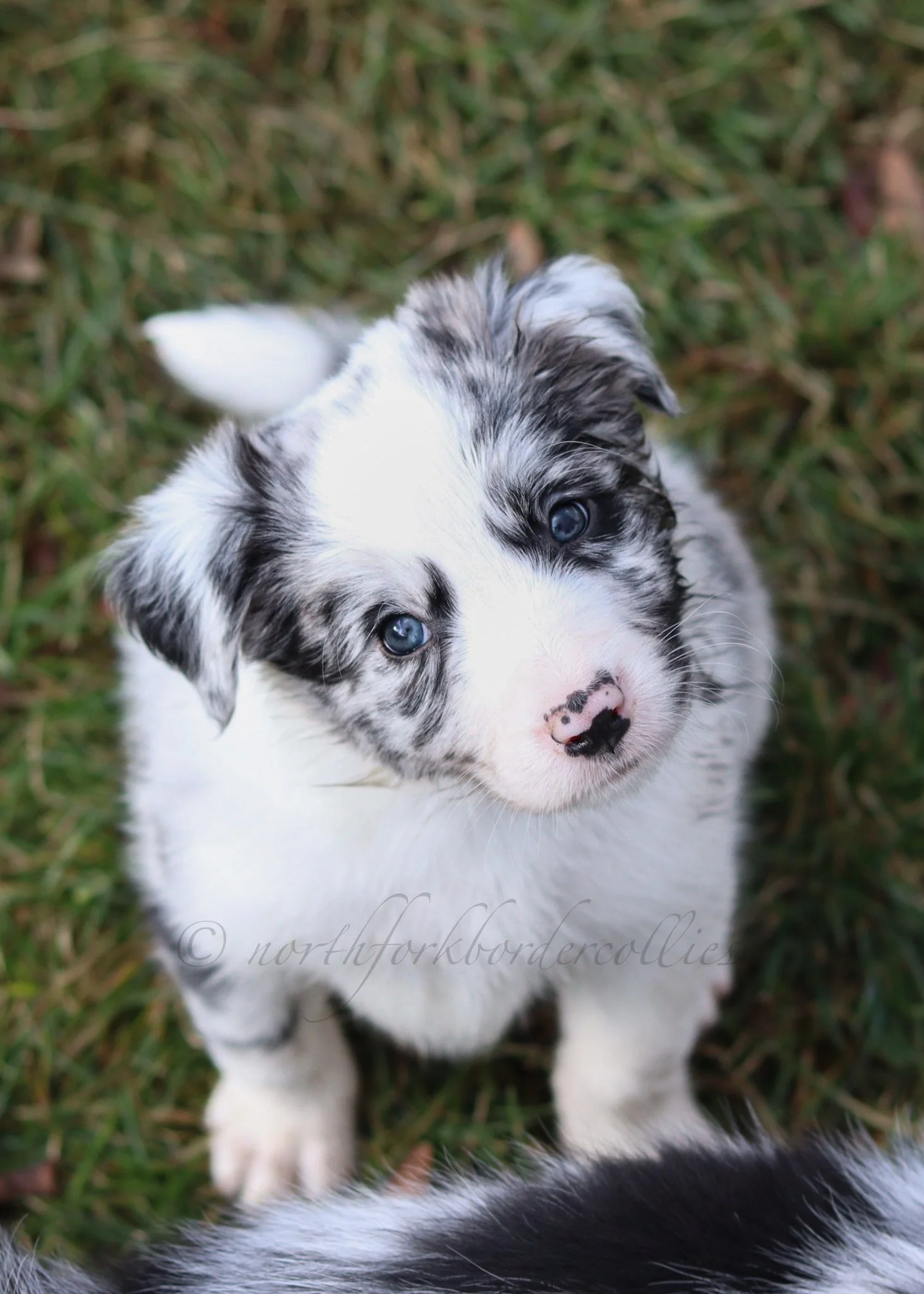 Ryze - blue merle male - 6 weeks old