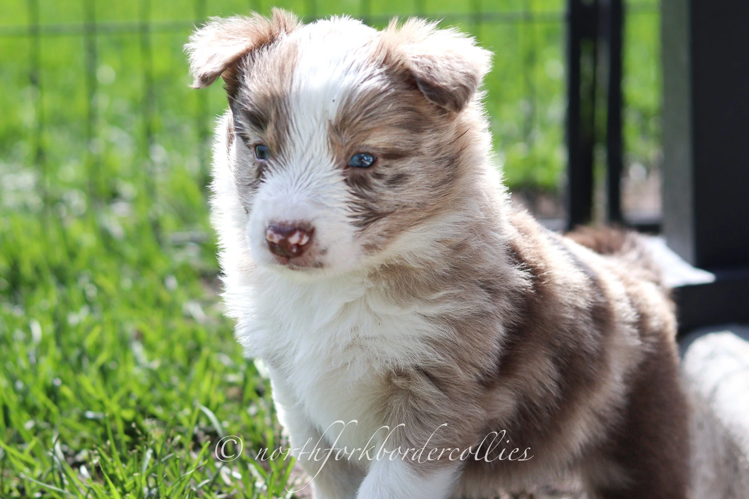 Falcon - male - 5 weeks old