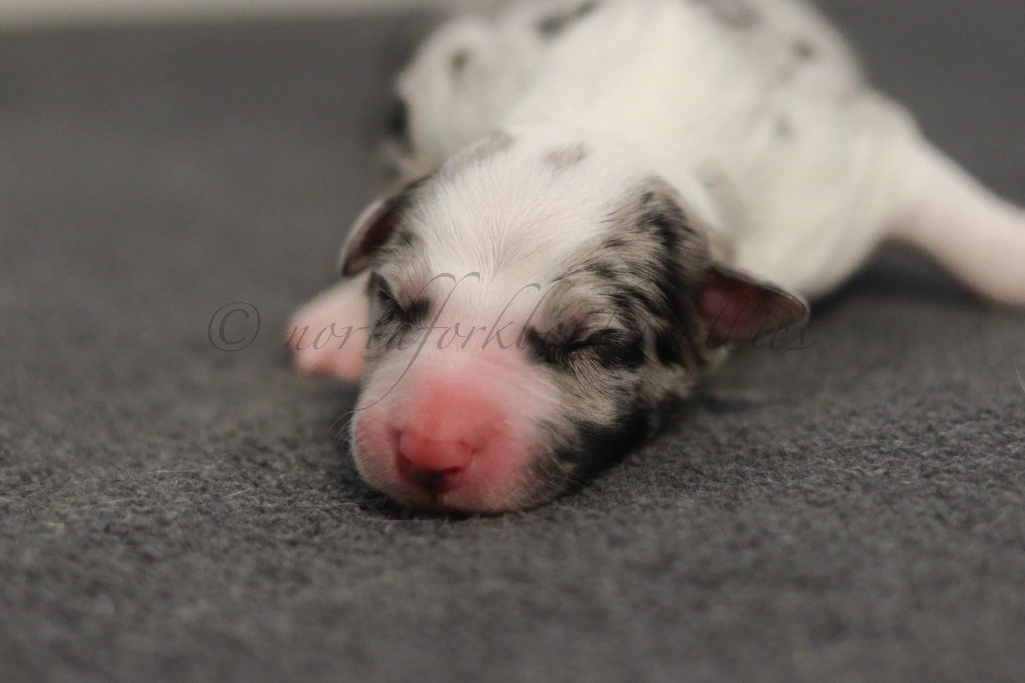Ryze - blue merle male - 1 day old