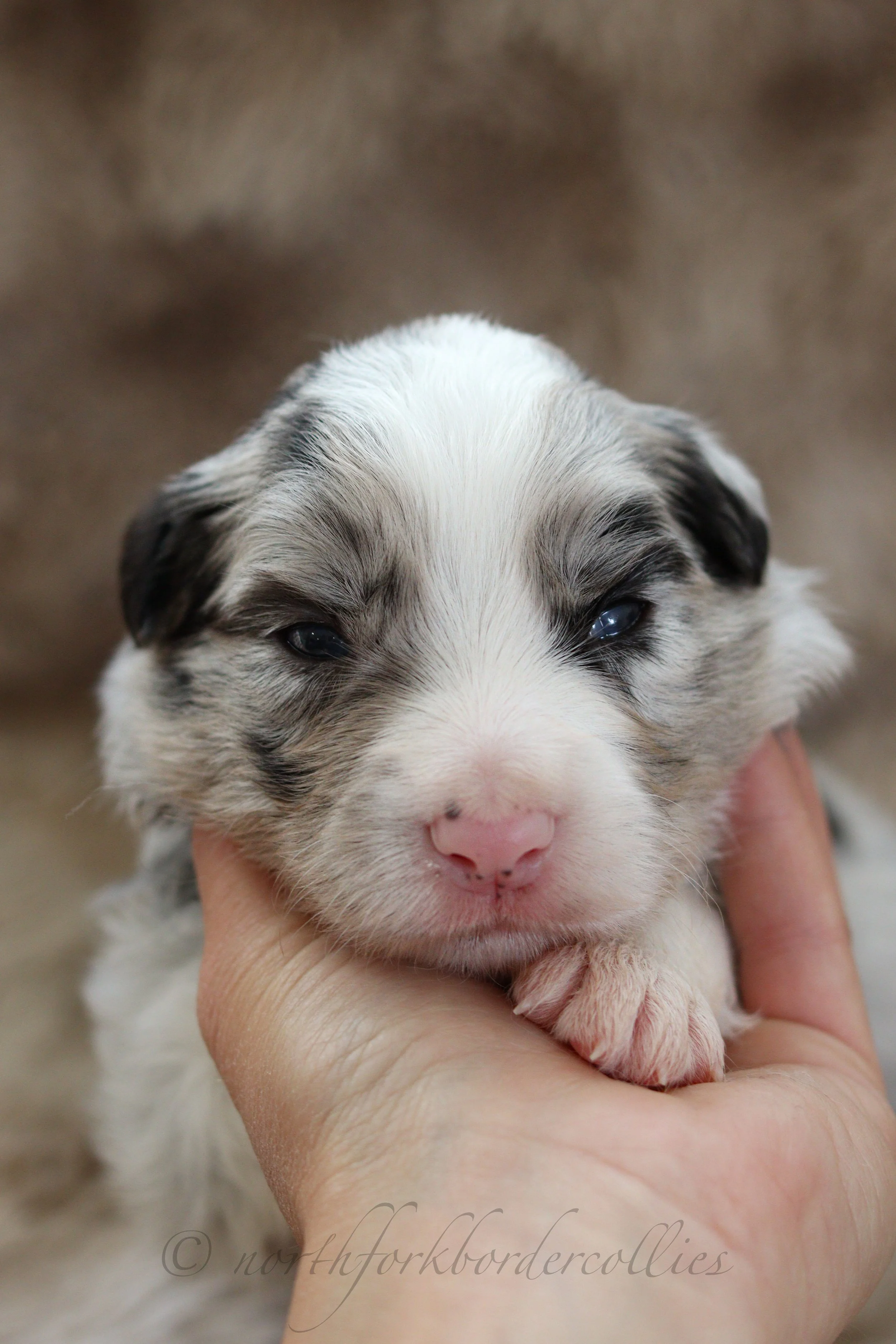 Saber - male - 2 weeks old