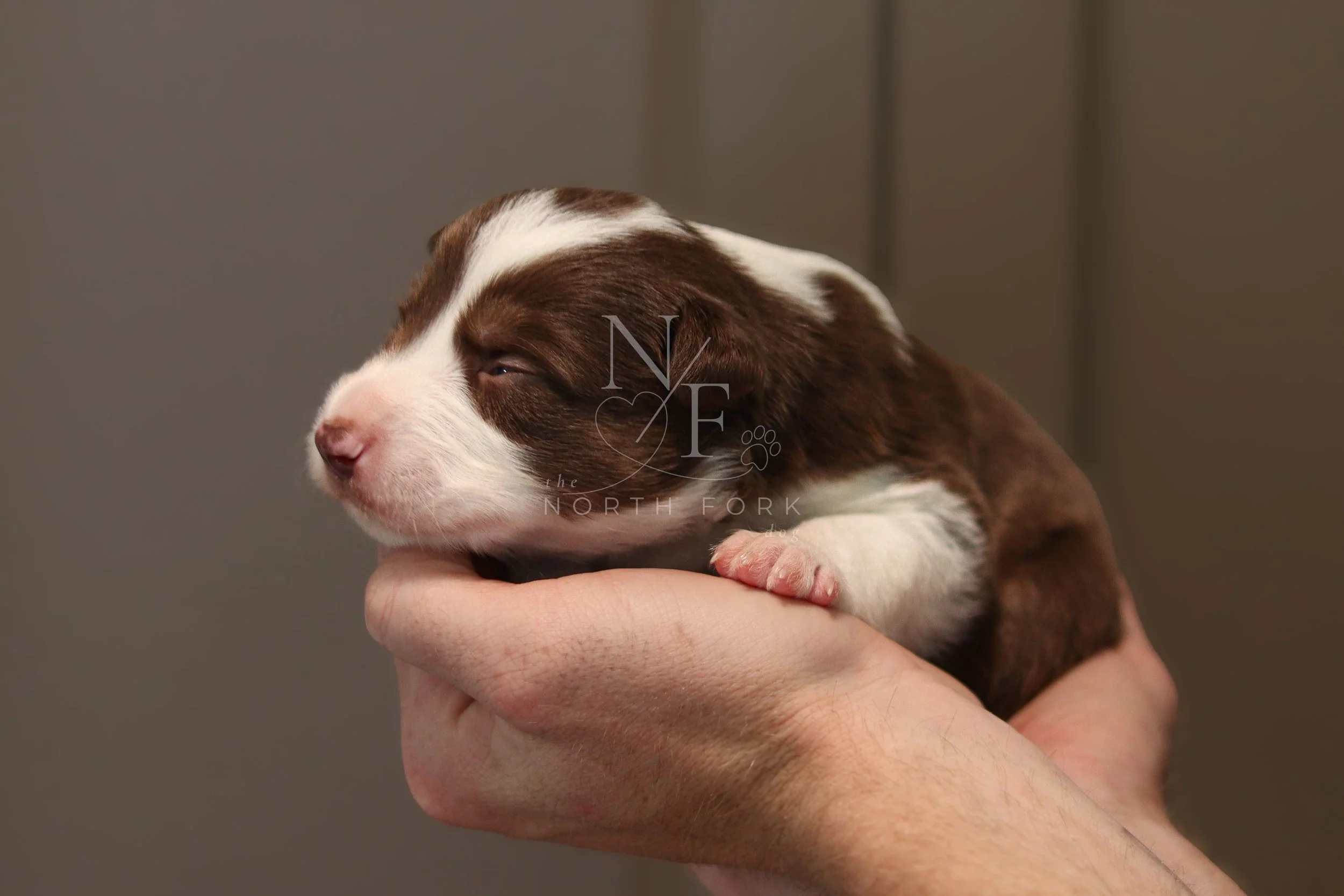 Two weeks old