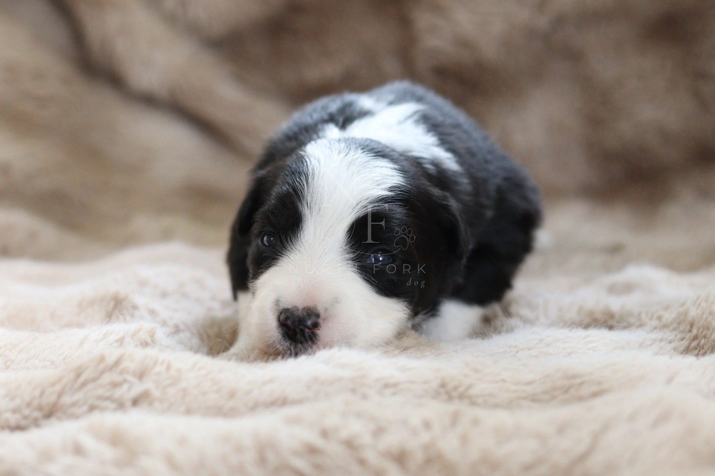 Force - female - 2 weeks old