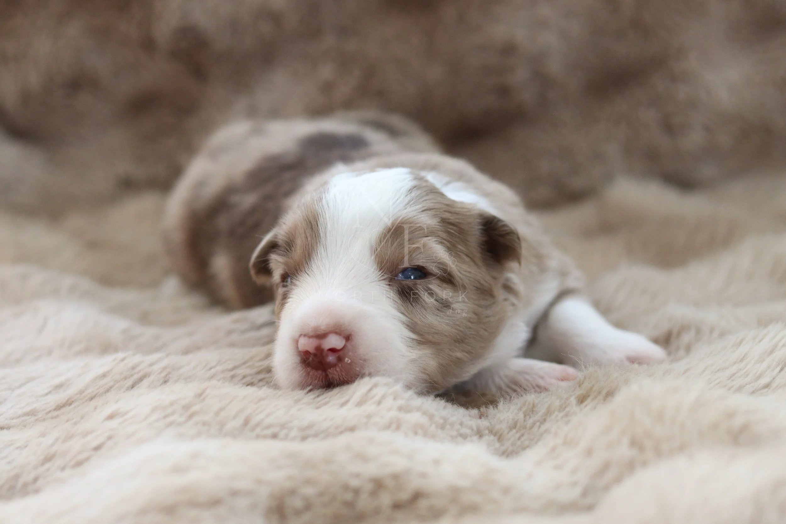 Falcon - male - 2 weeks old