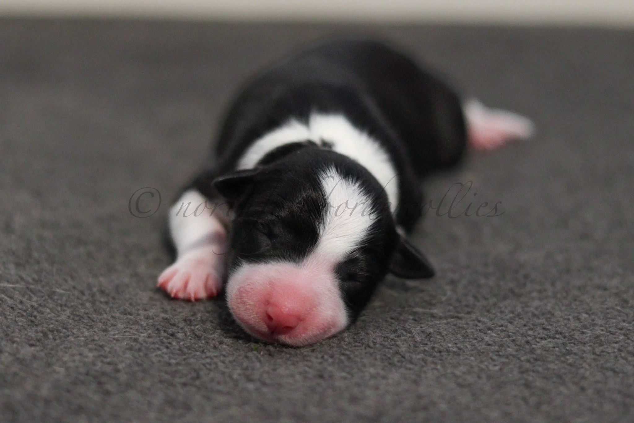 Jinx - black and white female - 1 day old