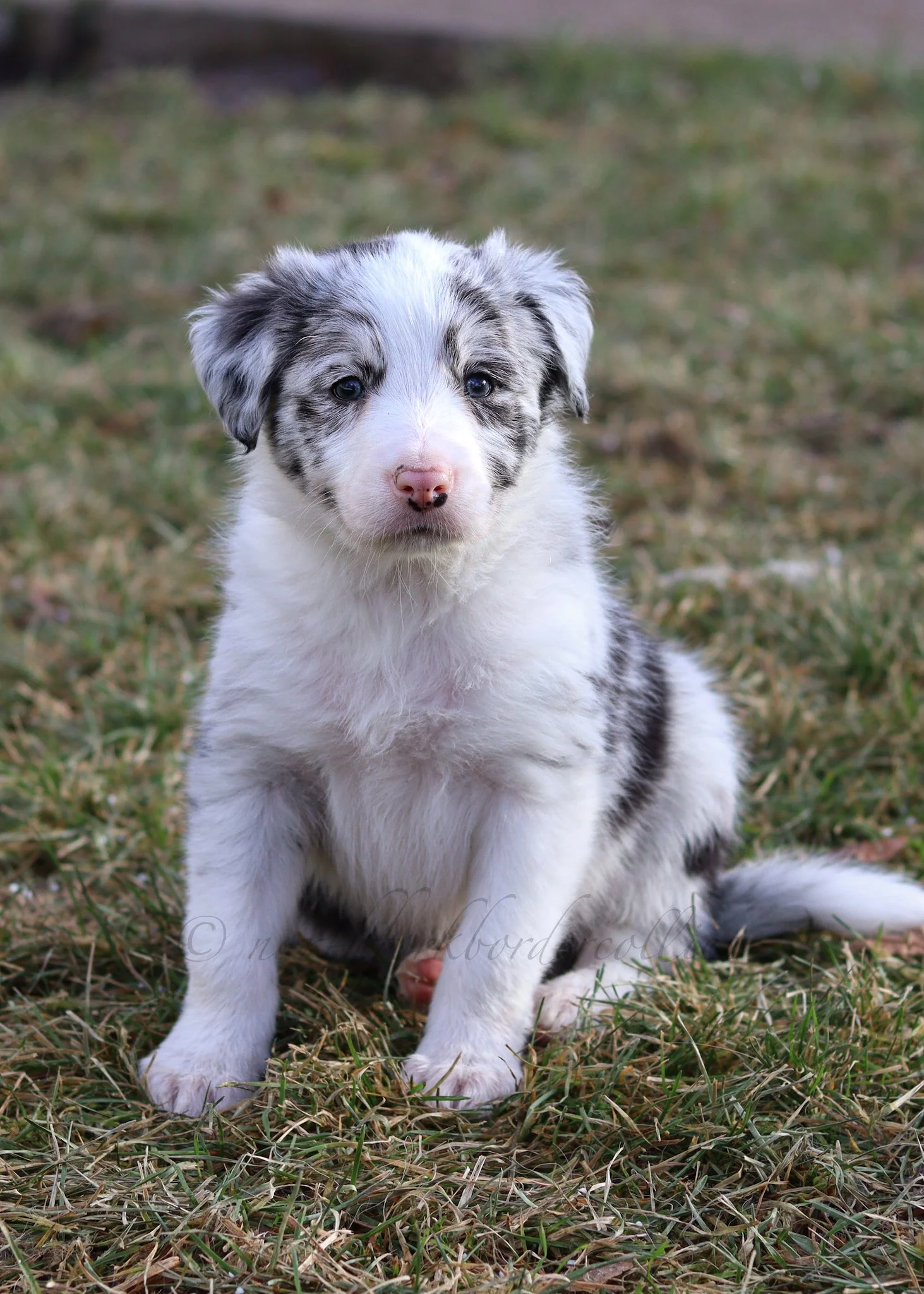 Thresh - blue merle male - 6 weeks old
