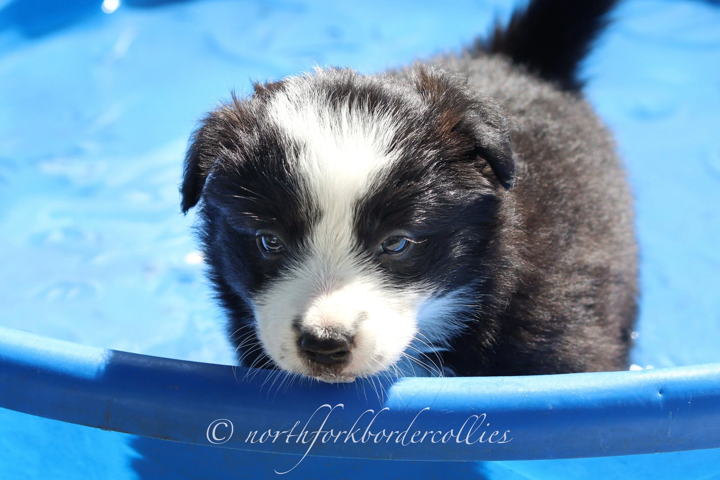 Force - female - 5 weeks old