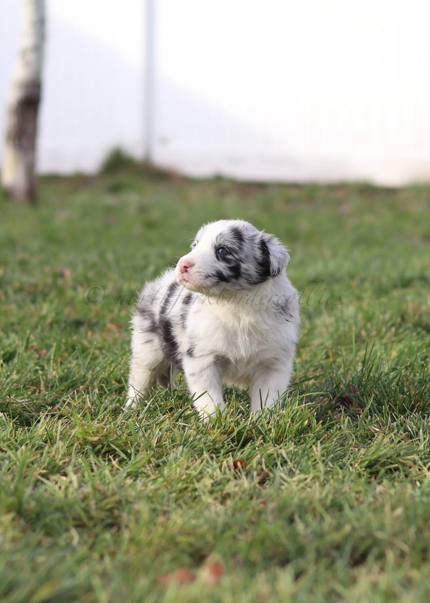 Thresh - blue merle male - 5 weeks old
