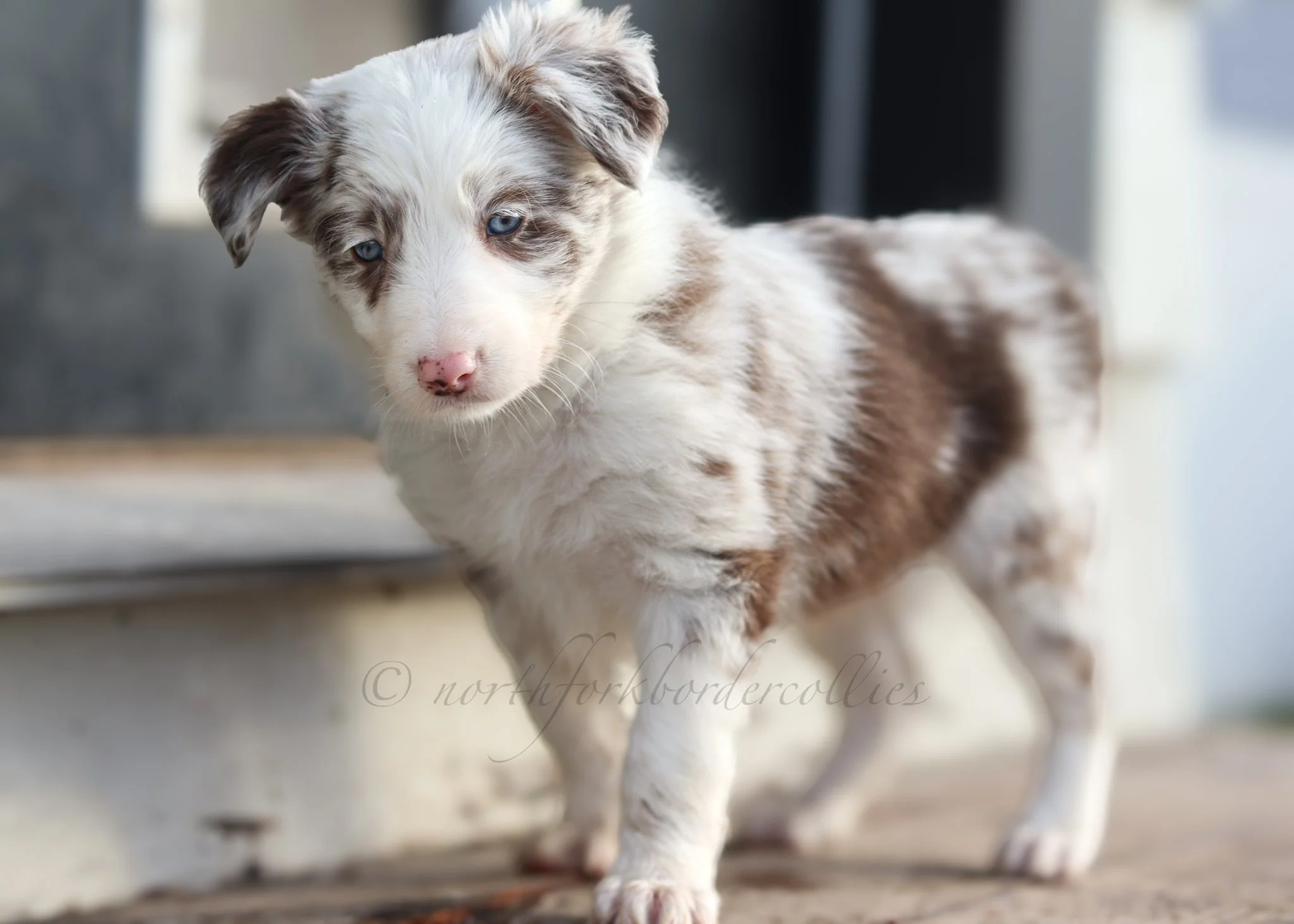 Poppy - red merle female - 6 weeks old