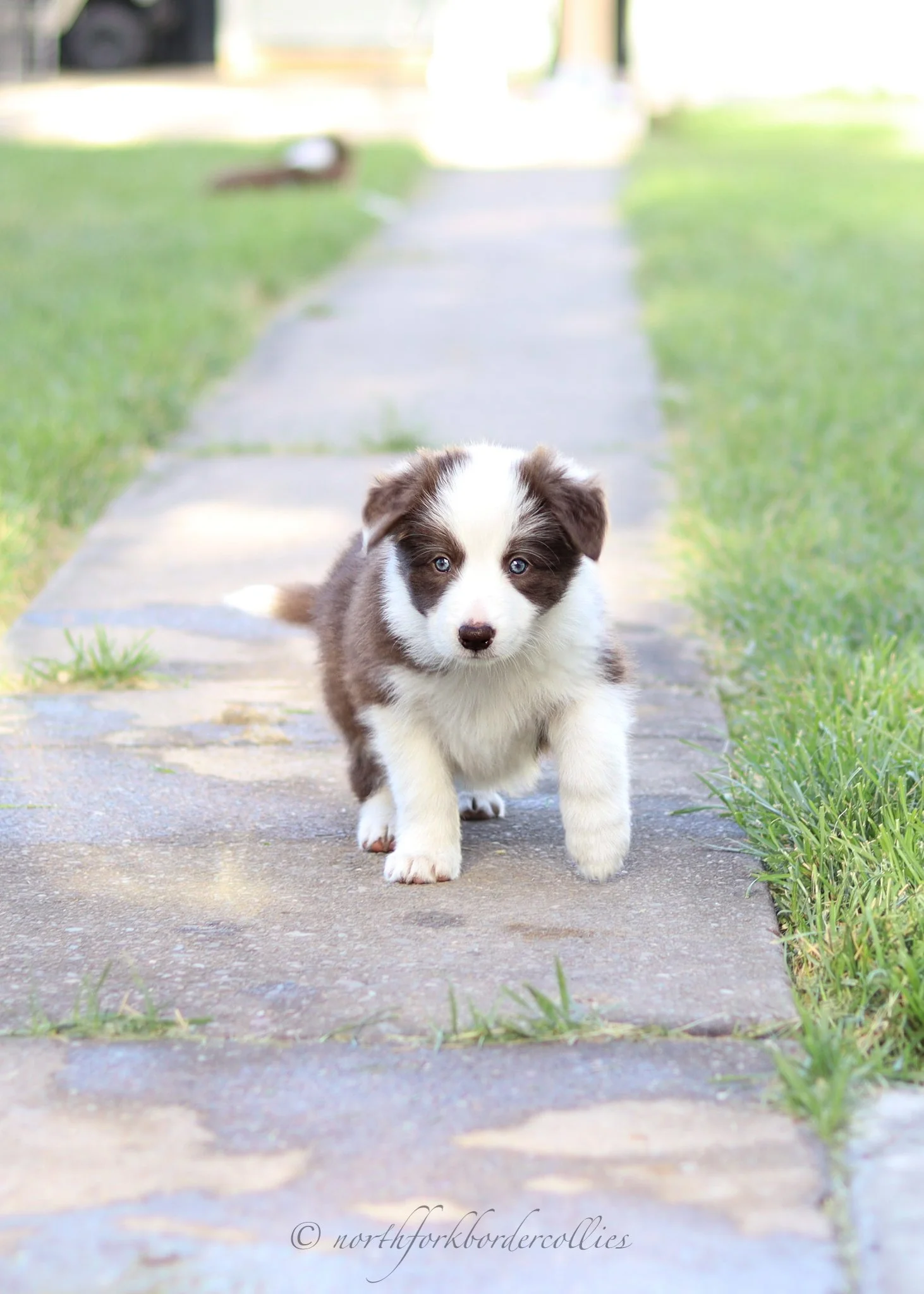 6 weeks old