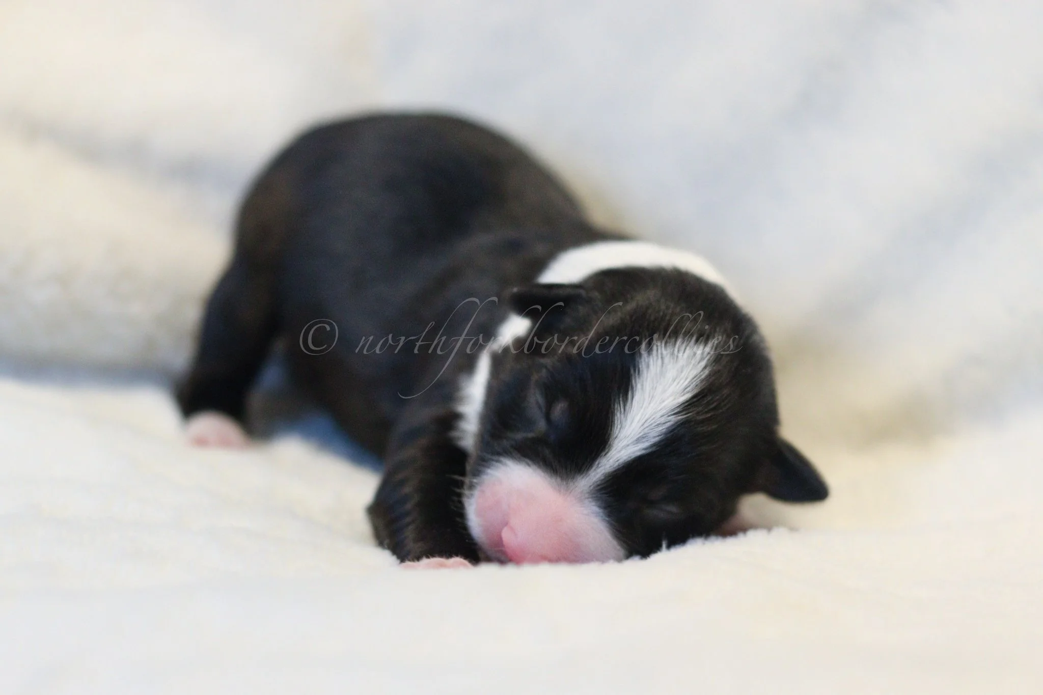Ashe - black and white female - 3 days old