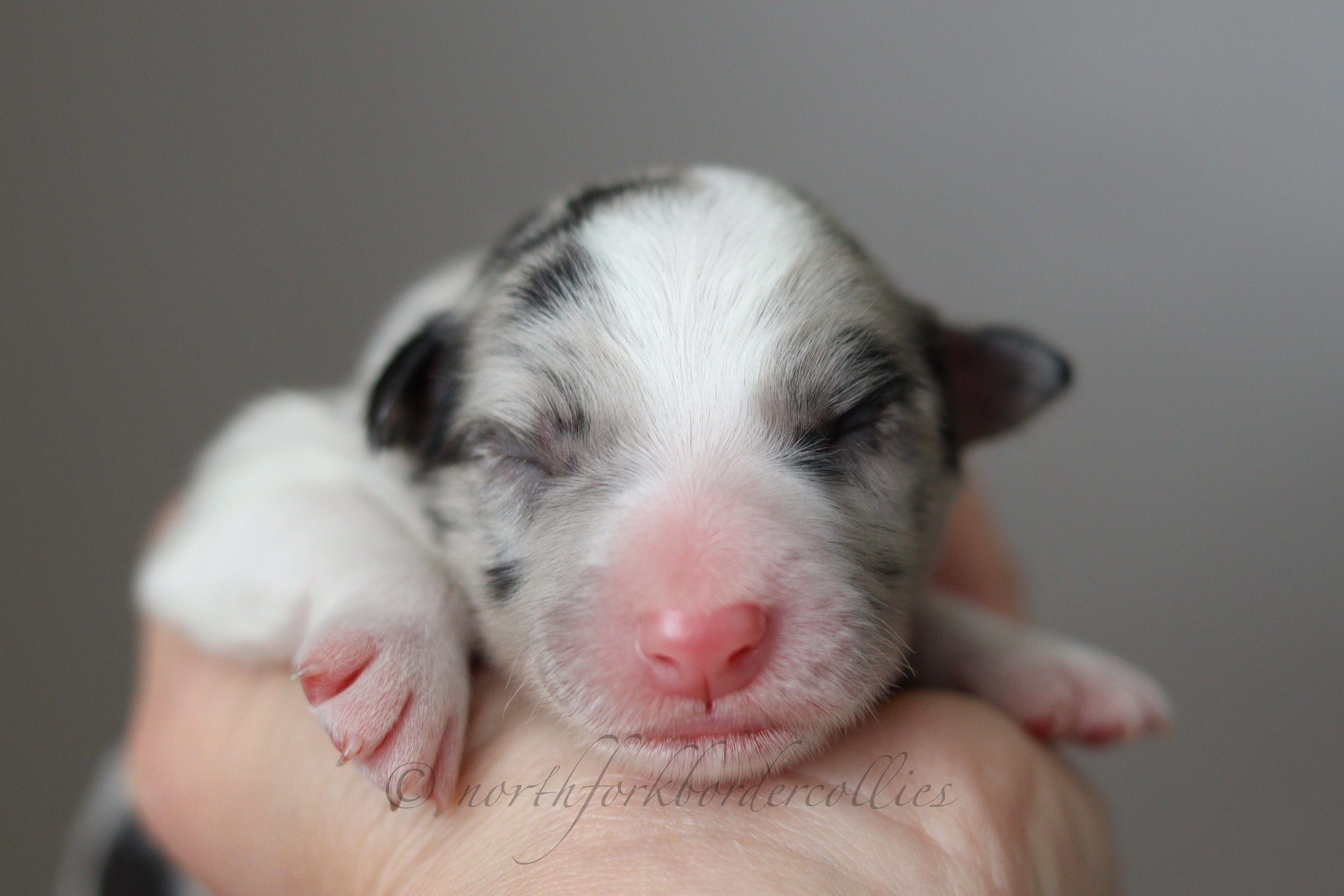 Saber - male - 1 day old