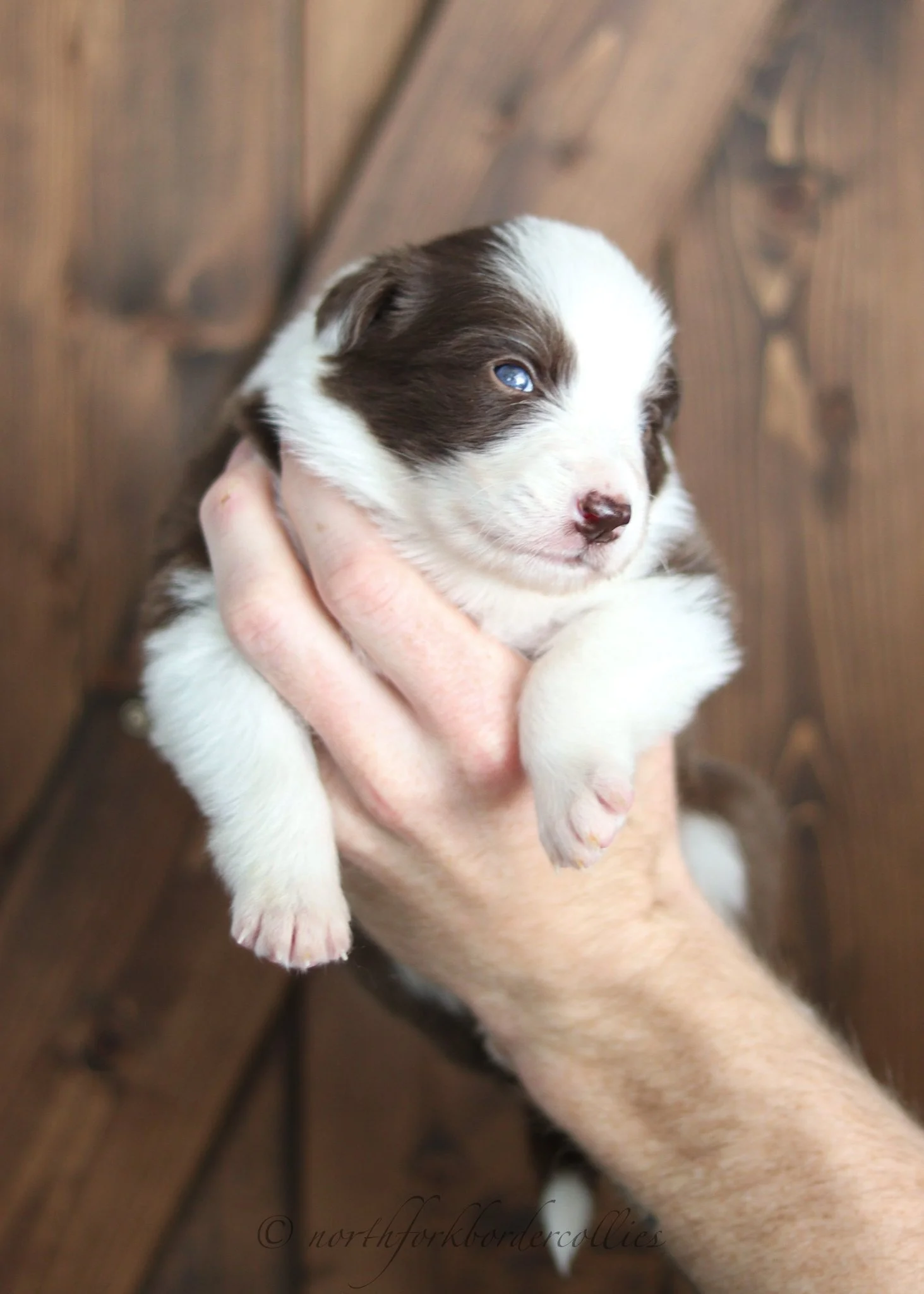 3 weeks old