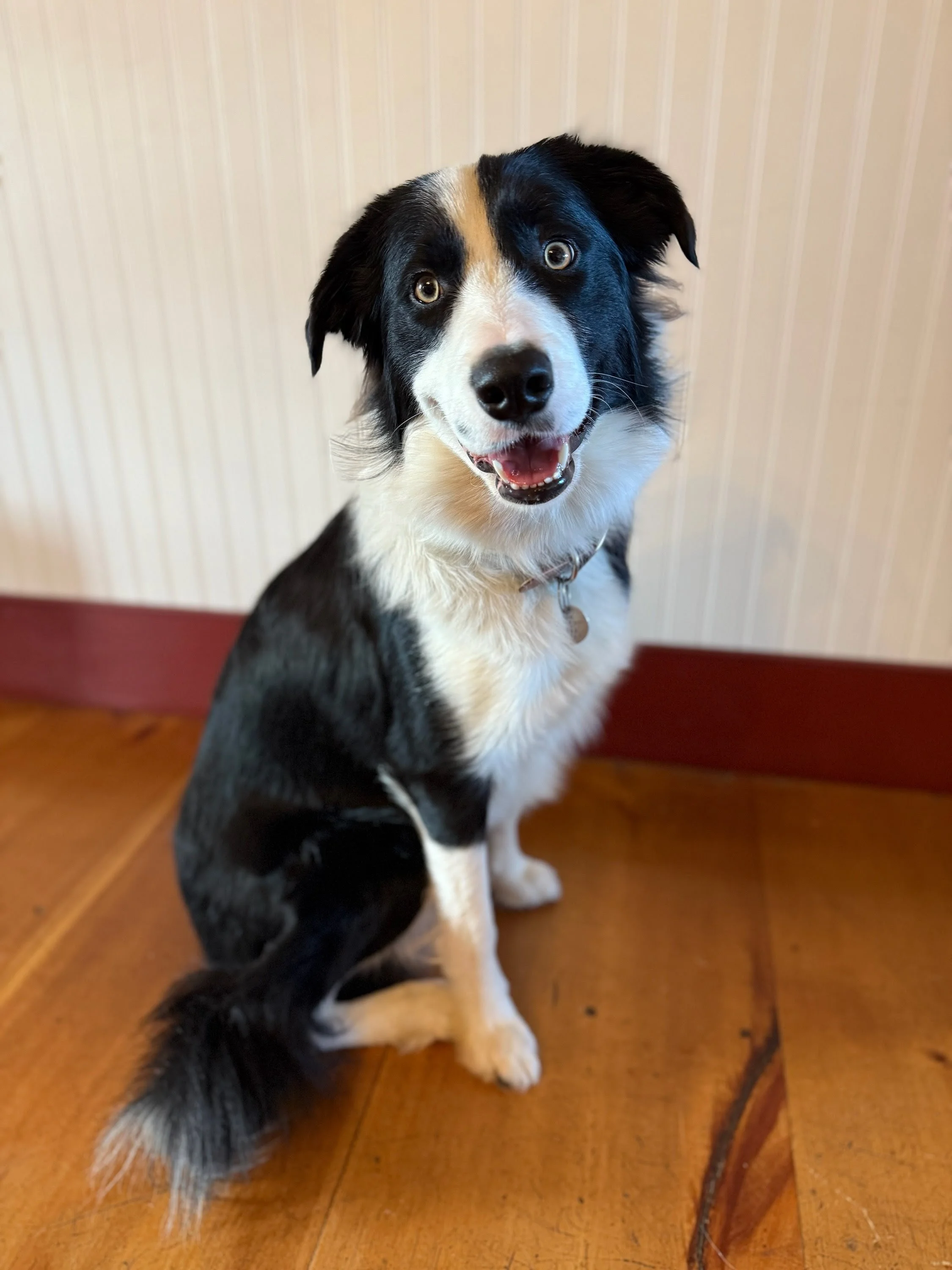 Fable (now Chap) - 1 year old