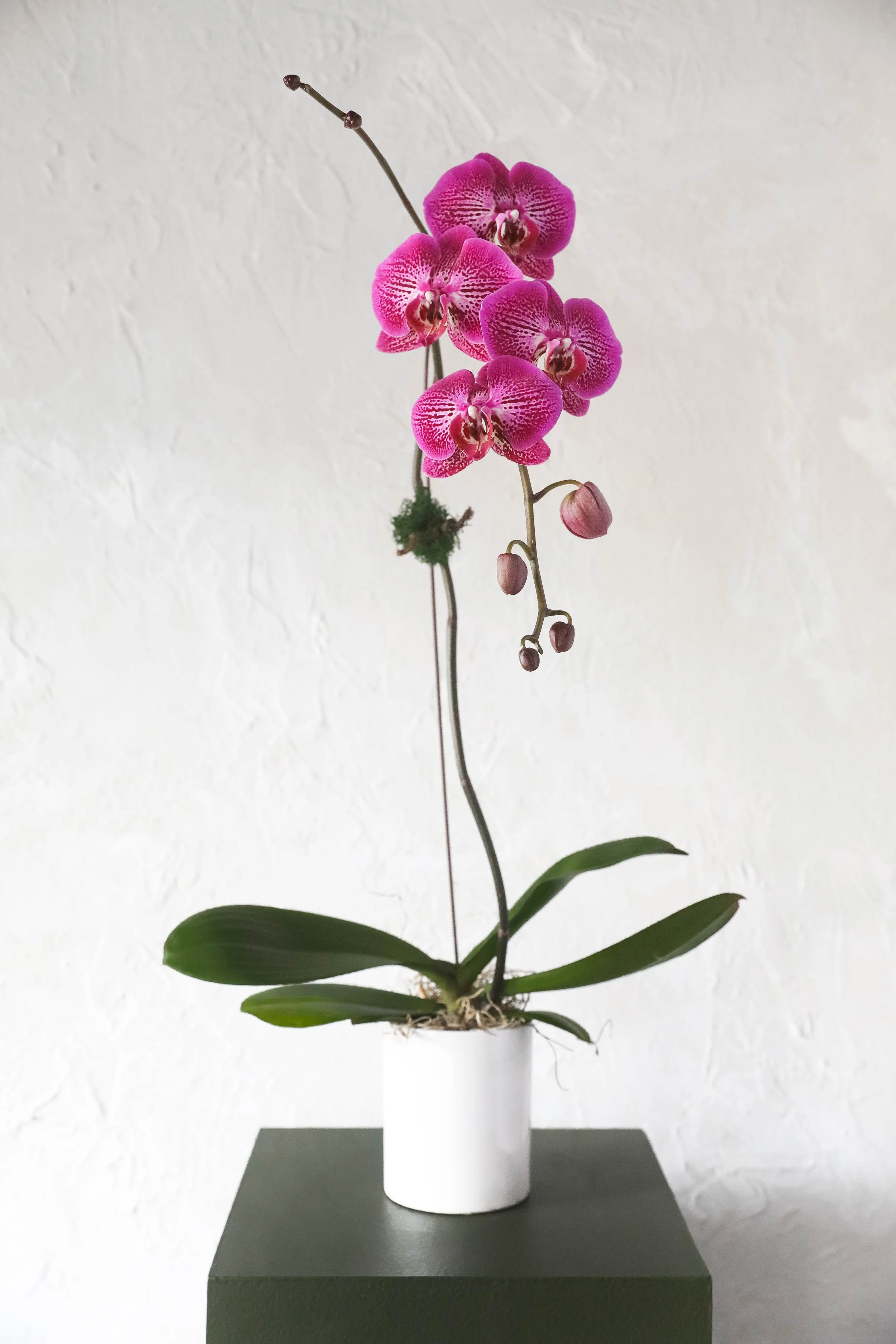 Luxury Phalaenopsis Potted Orchid Plant