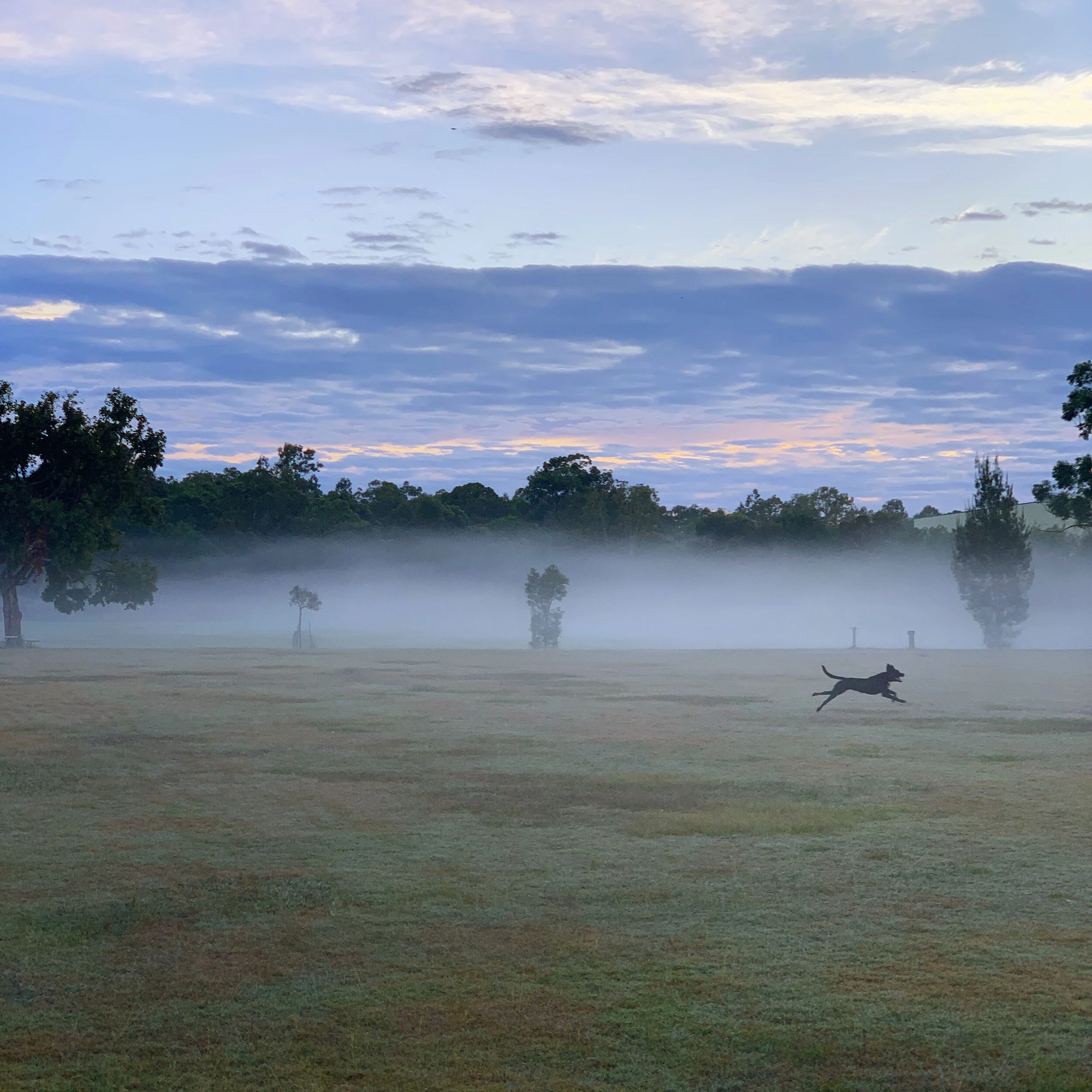 Dog running across a grassy field with morning fog, trees, and a colorful cloudy sky in the background.