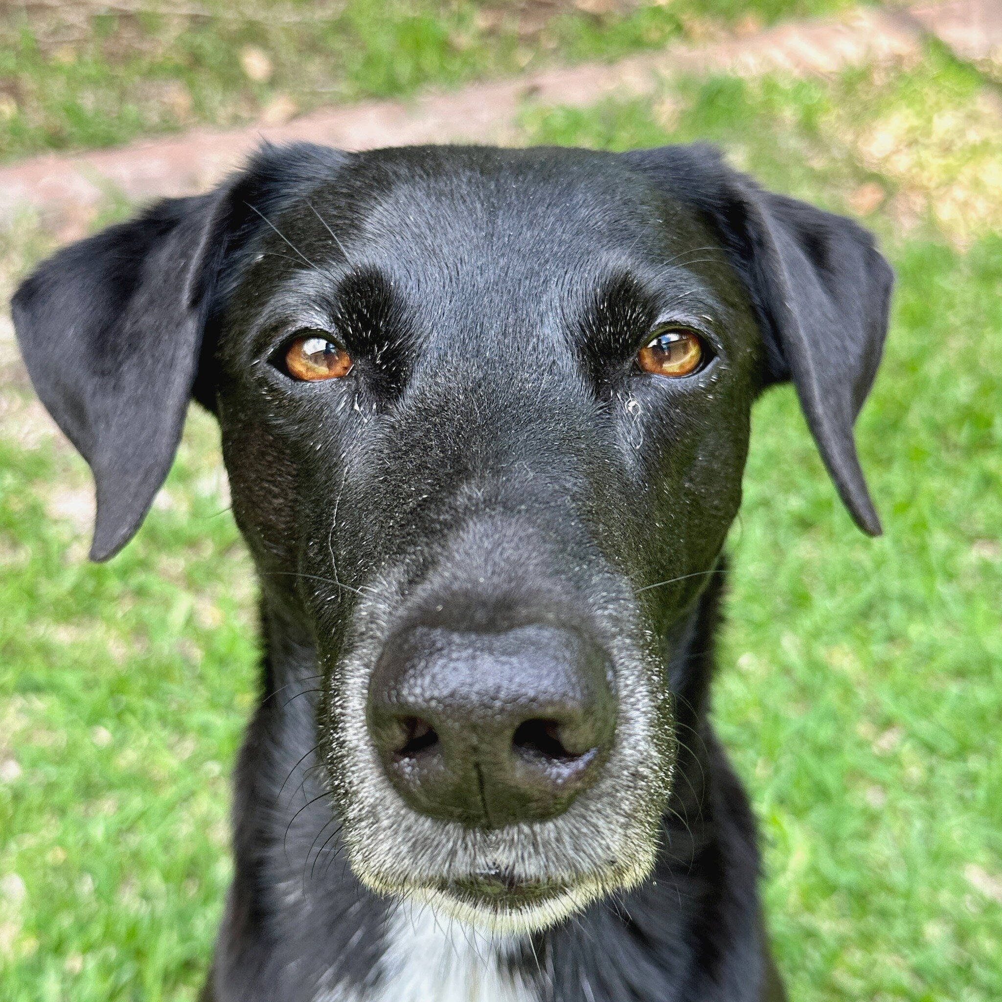 Does your dog have any grey hairs yet? Nelly does!

Just like in humans, your dog turning grey is a sign of ageing.  Most dogs begin to turn grey when entering their senior years - or earlier in some cases. 

There are a couple of reasons this happen