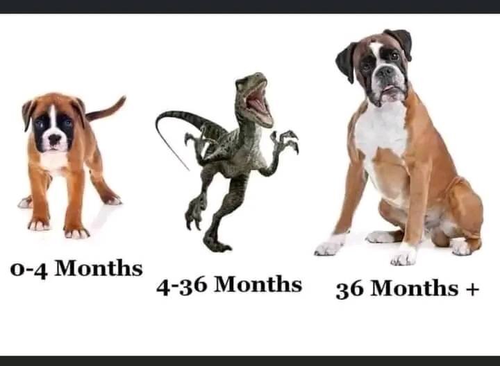 Helpful puppy age guide.