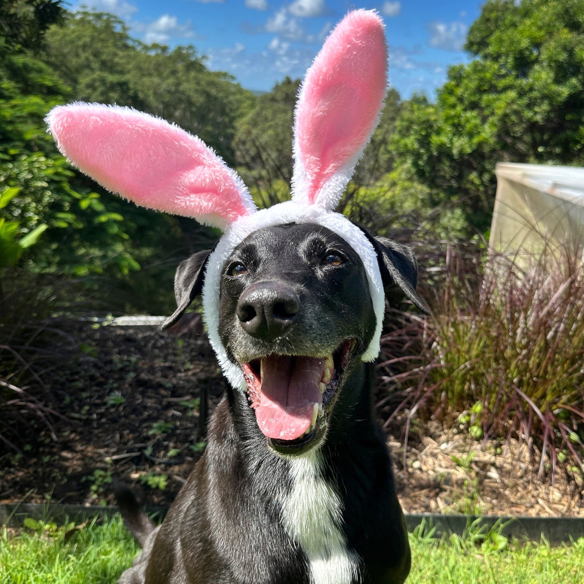 Happy Easter! 🐰