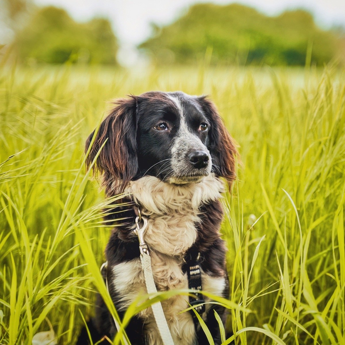 Does your dog eat grass?

Having a munch on grass is a completely normal behaviour that most dogs seem to enjoy. A recent survey of 1500 dogs found that nearly 70% consumed grass on a regular basis. 

There are 3 main reasons for eating grass:
🤮 To 