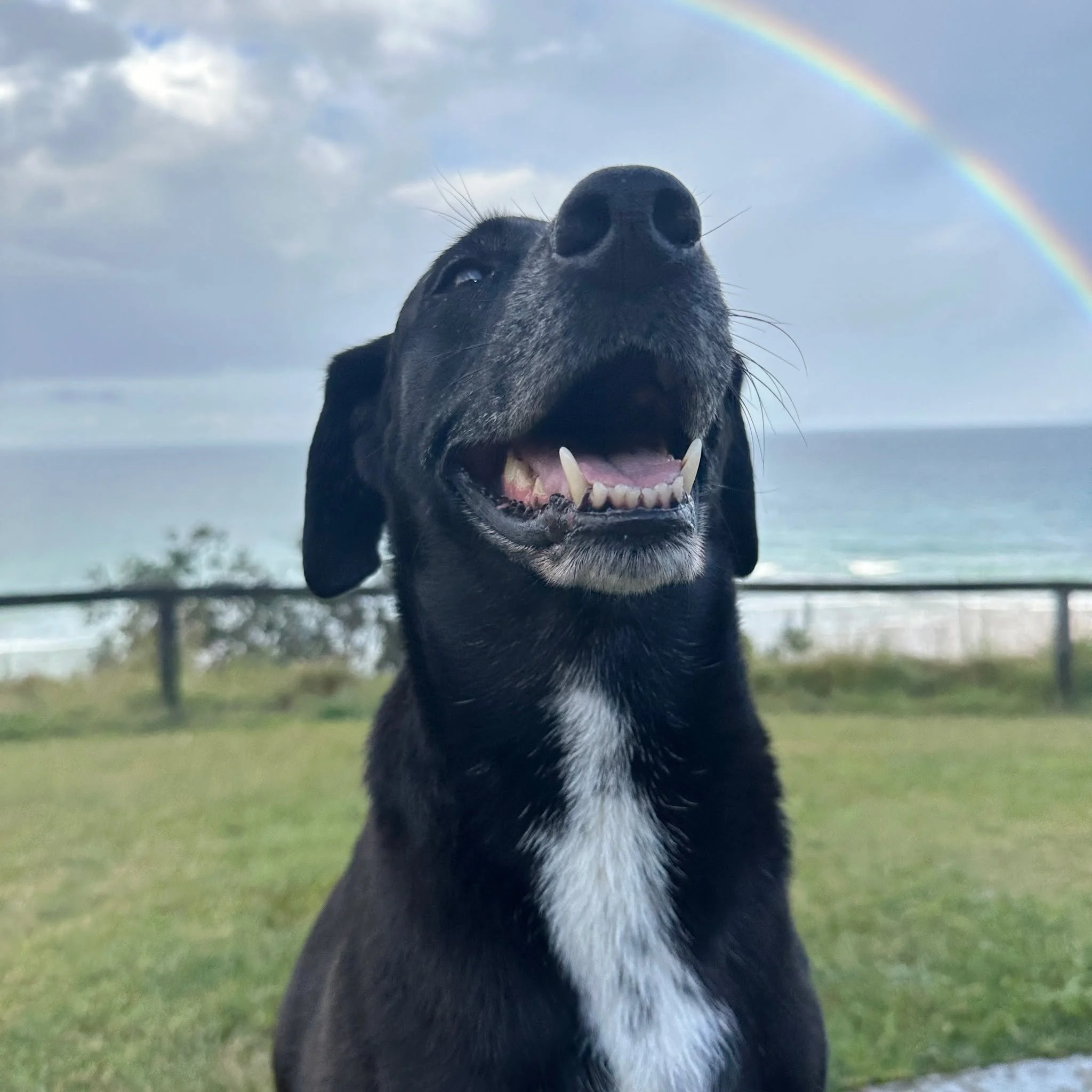 Kibble doesn't clean your dog's teeth 😬

Over 60% of dogs have dental calculus (tartar). A massive new study of 4771 dogs shows raw fed dogs have significantly lower risk of dental problems compared to kibble-fed dogs.

Why? 

All kibble is 40-60% c