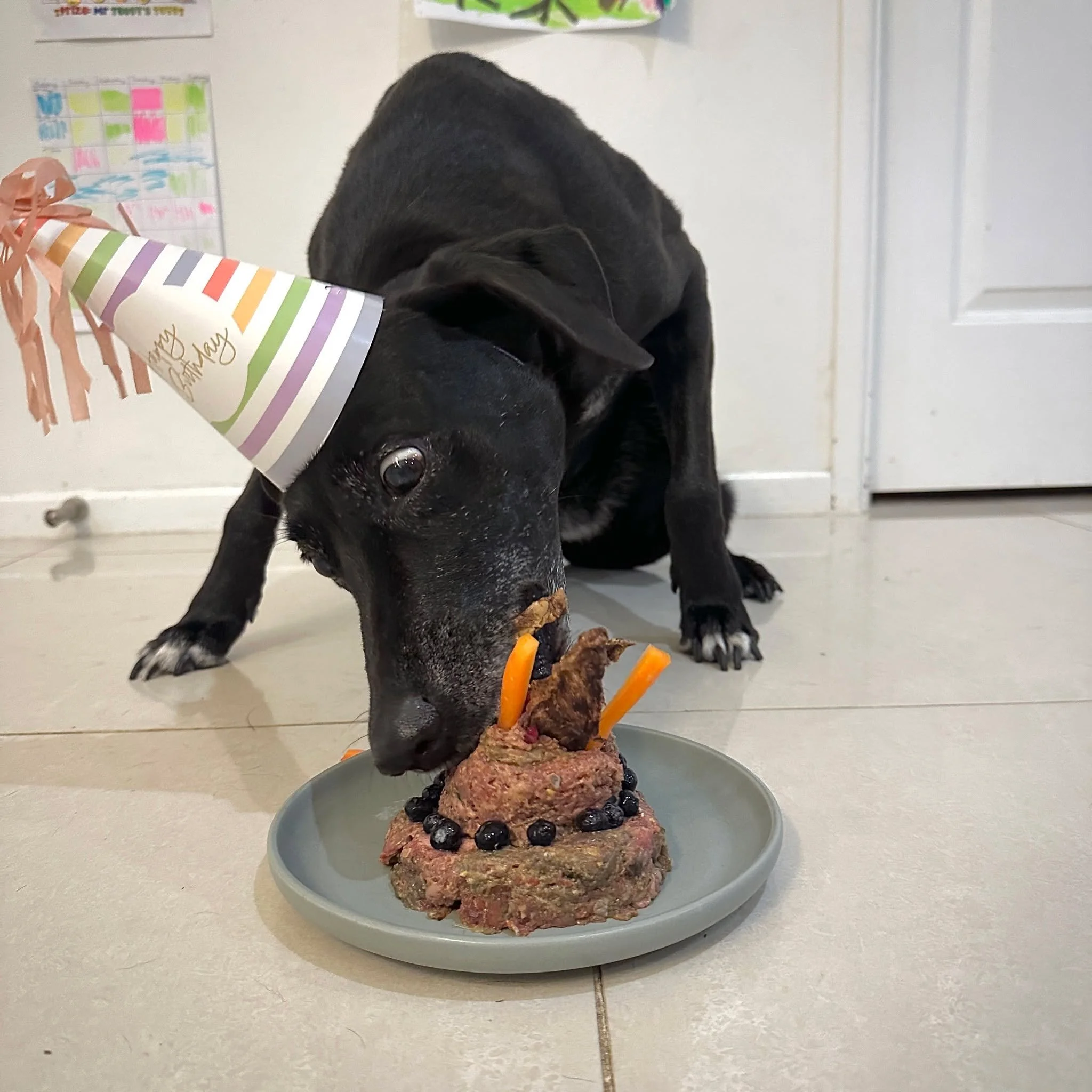 Happy birthday to our gorgeous Nelly! 13 years young today. Tors made her a beautiful cake of Whoa Nelly with blueberries and carrot candles. Nelly absolutely did not want to be photographed with it. Fair enough! She absolutely smashed it, and then r