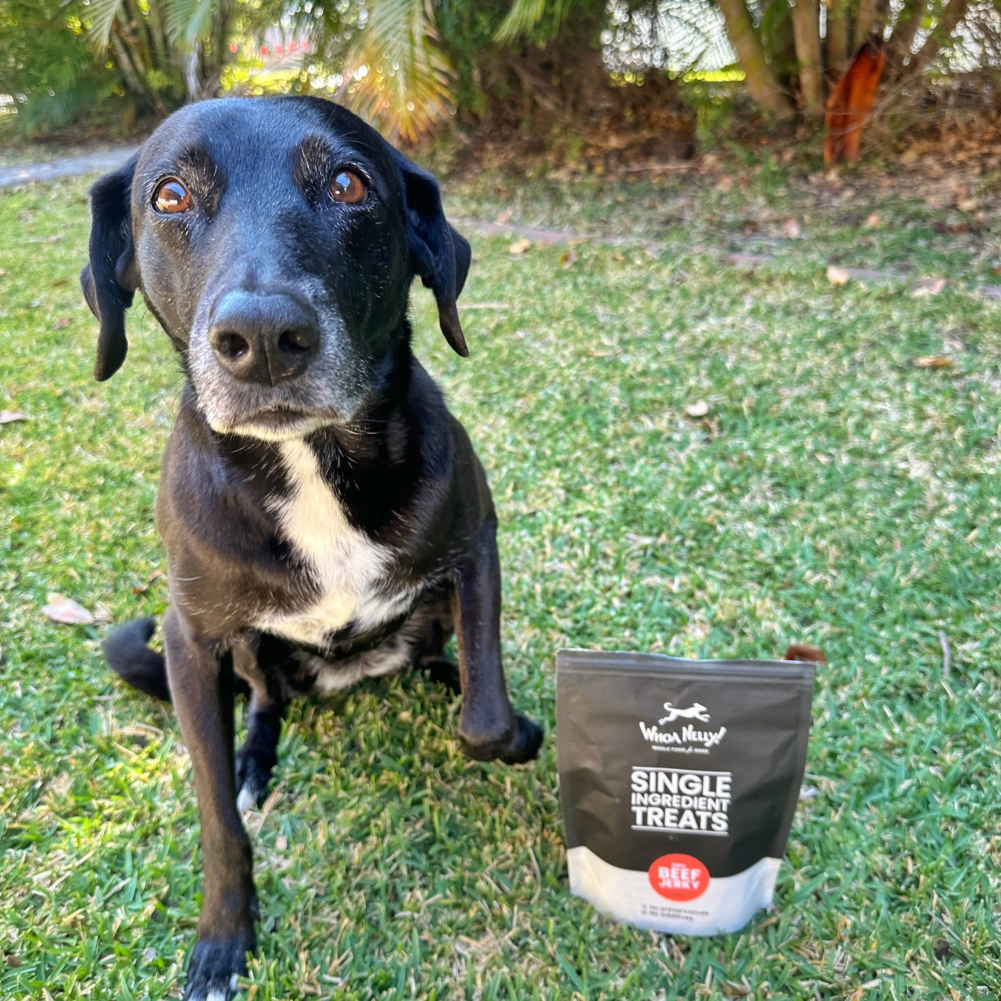 Beef Jerky is back in stock! Here's Nelly doing her best to butter me up for some 🥺