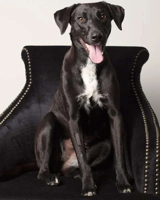 11 years ago today we brought home our beautiful girl. She had a previous life living on the streets in Gladstone before being picked up by animal services and desperately needing a forever home. The moment we saw her we knew we belonged together. I 