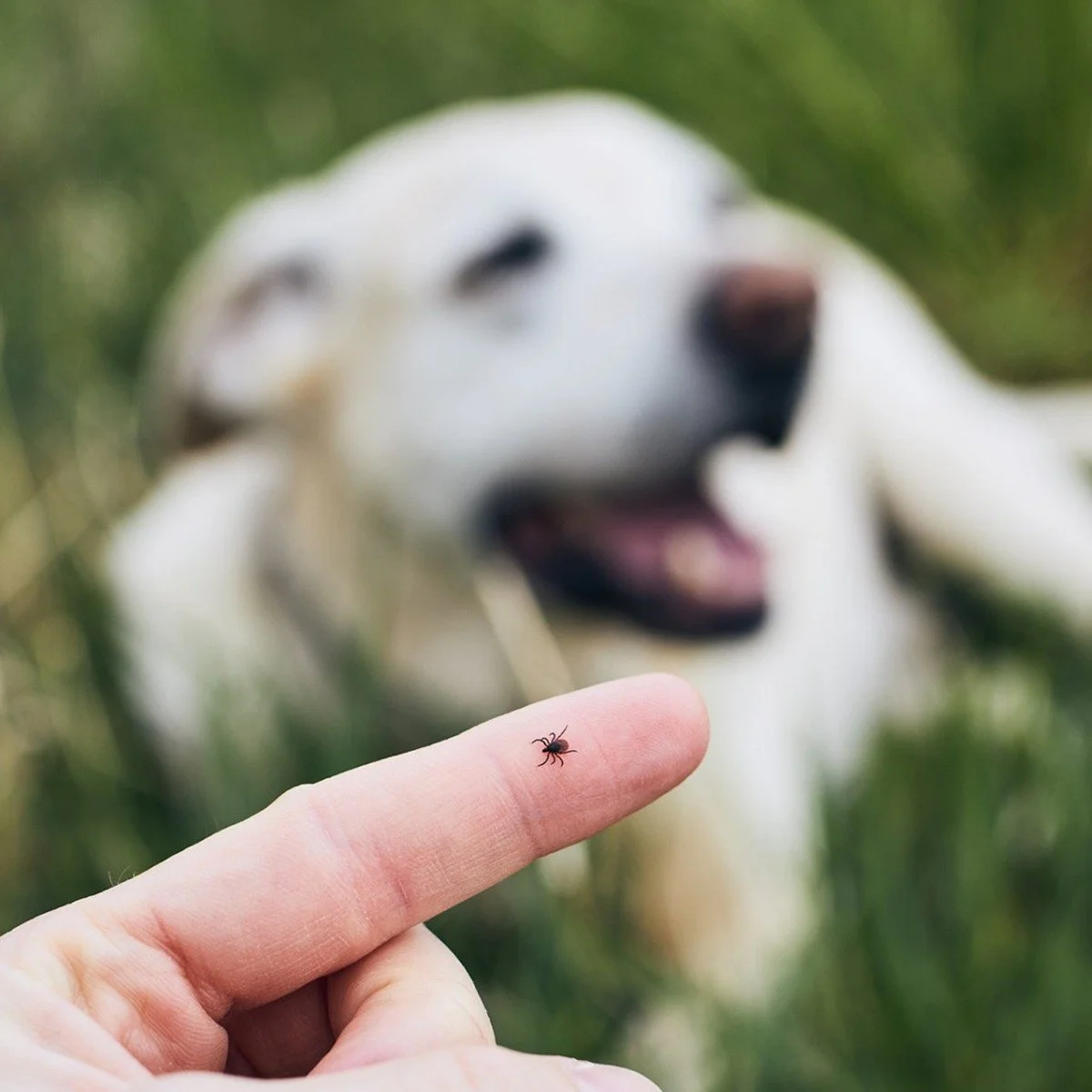It's now tick season 🕷

A customer called me a few weeks ago - their dog had a tick. Thankfully they've fully recovered, but it's a good reminder for all of us.

Paralysis ticks are one of the biggest dangers to dogs in Brisbane and SEQ 😵&zwj;💫

?