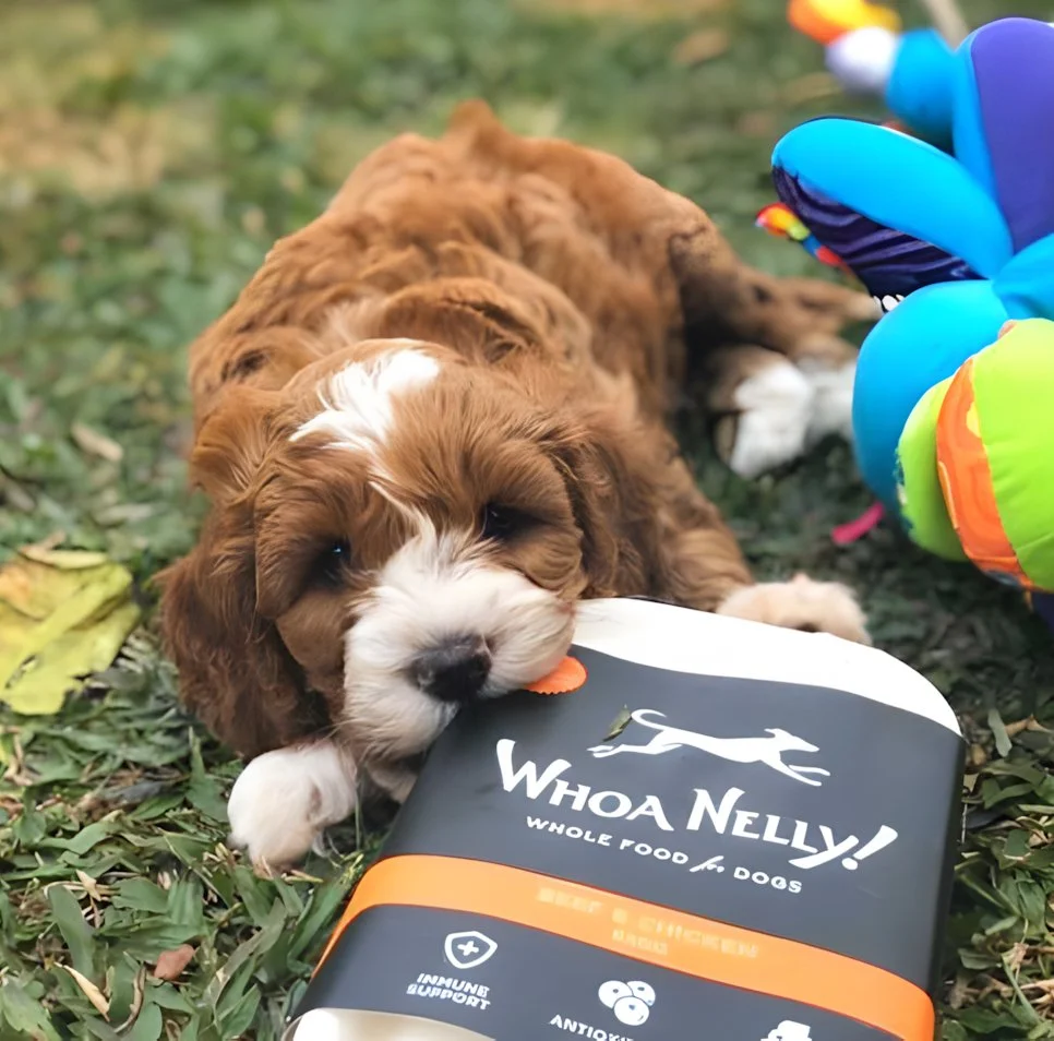 Lots of puppies starting 2026 with our puppy food!! 🐶

We've just updated our complete puppy nutrition guide to help new puppy parents find their bearings. It contains everything you need to know to give your puppy the best start in life.

Including