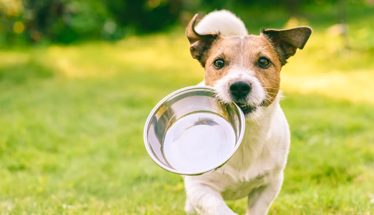 Pancreatitis In Dogs: A Canine Nutritionist's Guide To Prevention